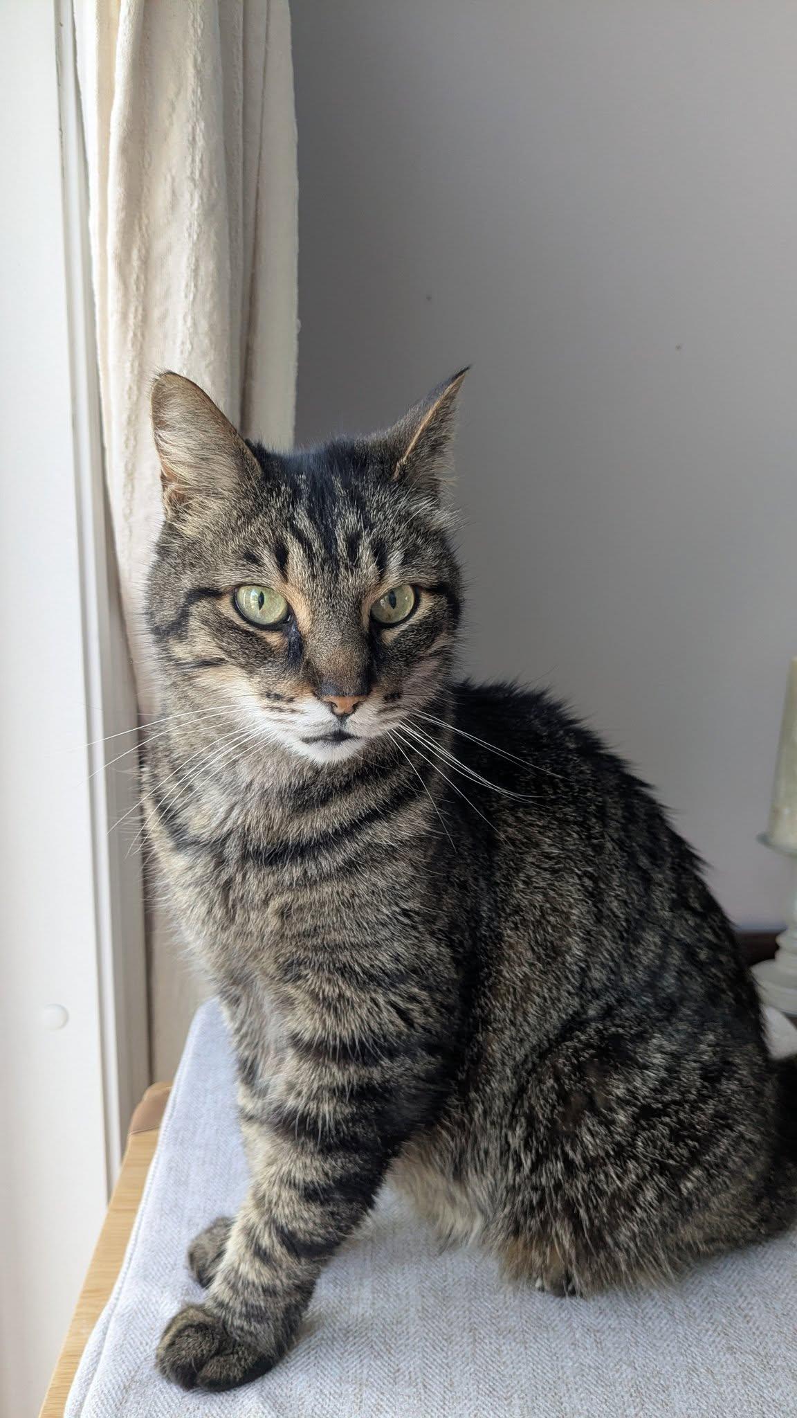 Hope, a Adoptable Tabby in Orleans, ON image 3/3