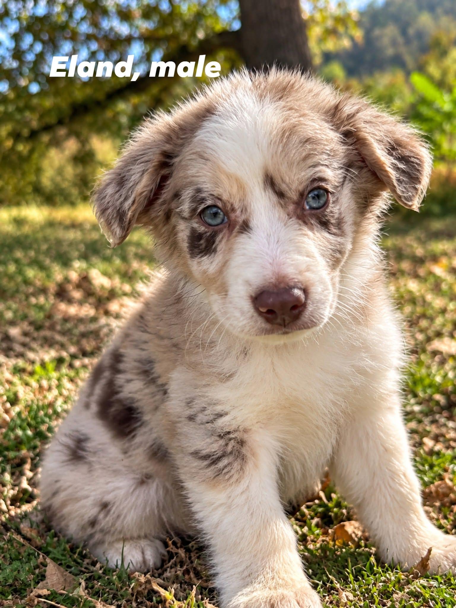 Enlarge Eland, a Adoptable mixed breed in Shelton, CT image 1/5