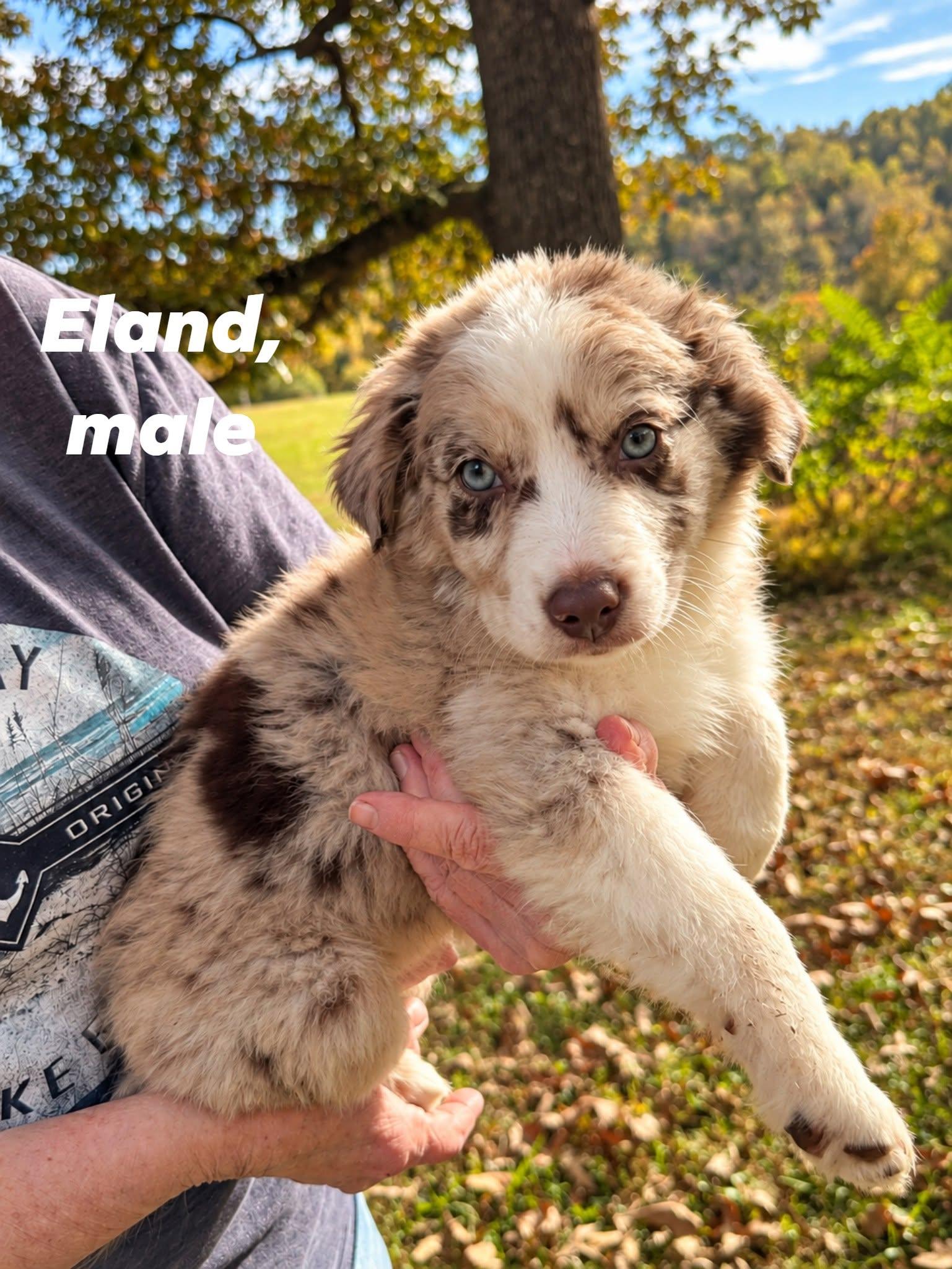 Enlarge Eland, a Adoptable mixed breed in Shelton, CT image 2/5