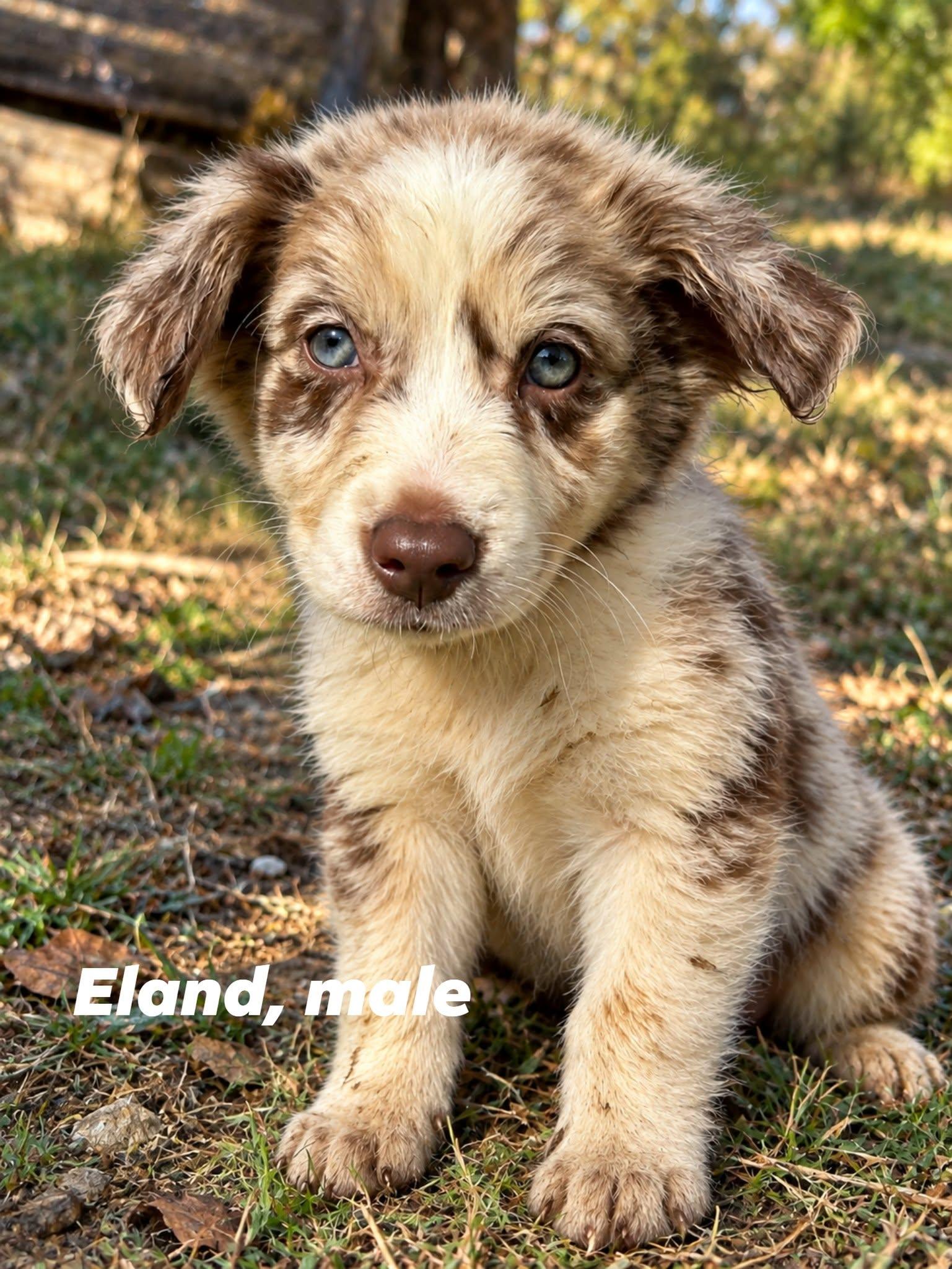 Enlarge Eland, a Adoptable mixed breed in Shelton, CT image 4/5
