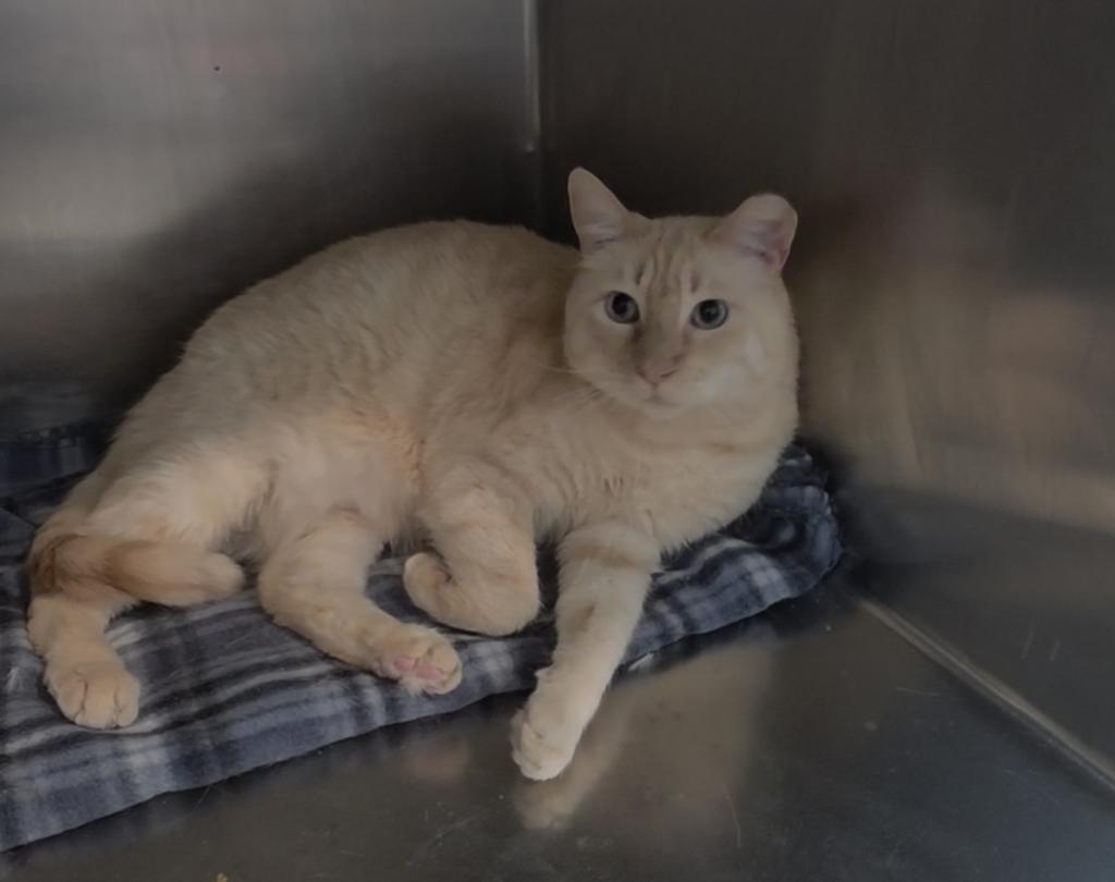 Enlarge Lionblaze, a Adoptable mixed breed in Pahrump, NV image 1/1