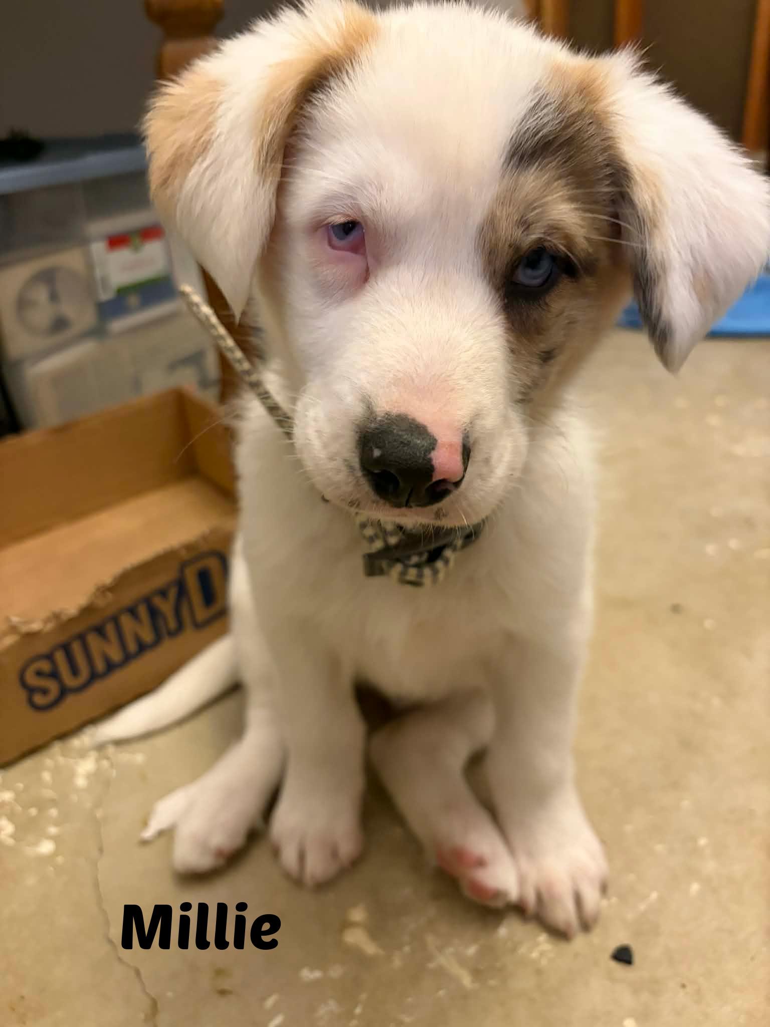 Millie, Adoptable, Puppy Female Border Collie & German Shepherd Dog.