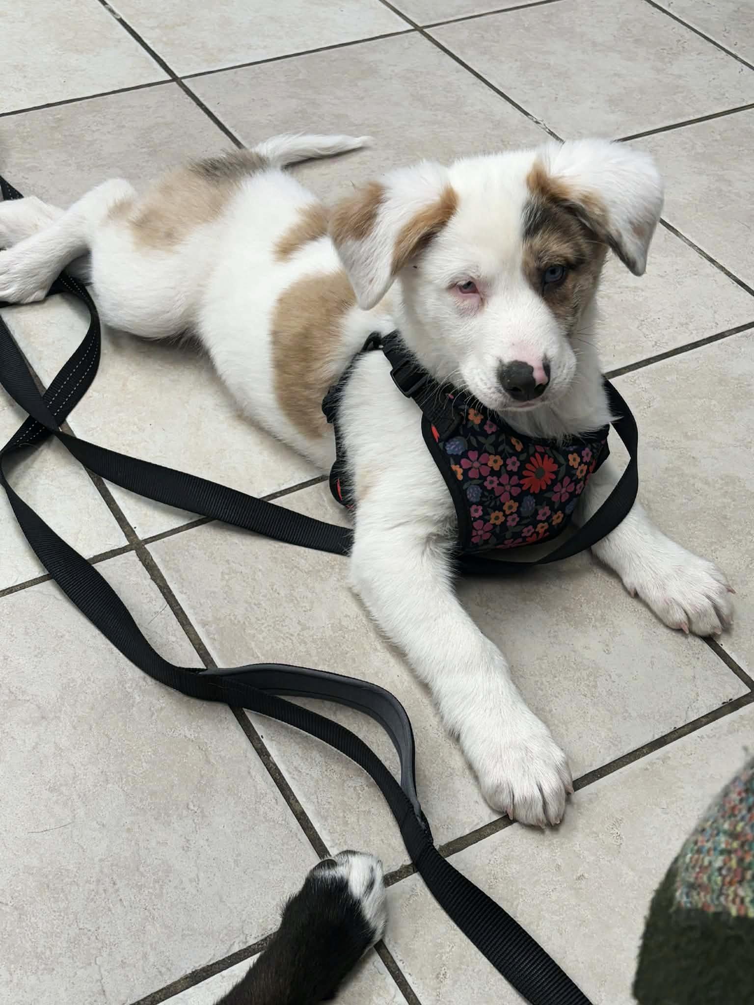 Enlarge Millie, a Adoptable mixed breed in Seymour, IN image 1/5