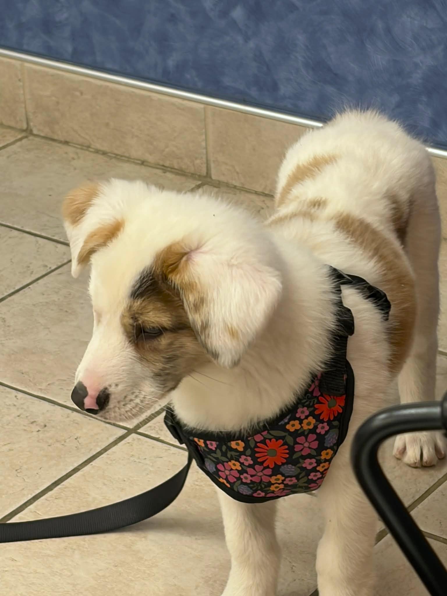 Enlarge Millie, a Adoptable mixed breed in Seymour, IN image 3/5