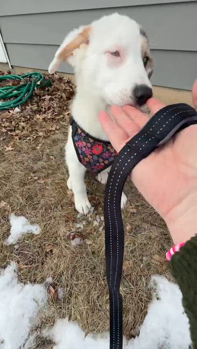 Enlarge Millie, a Adoptable mixed breed in Seymour, IN video 5/5