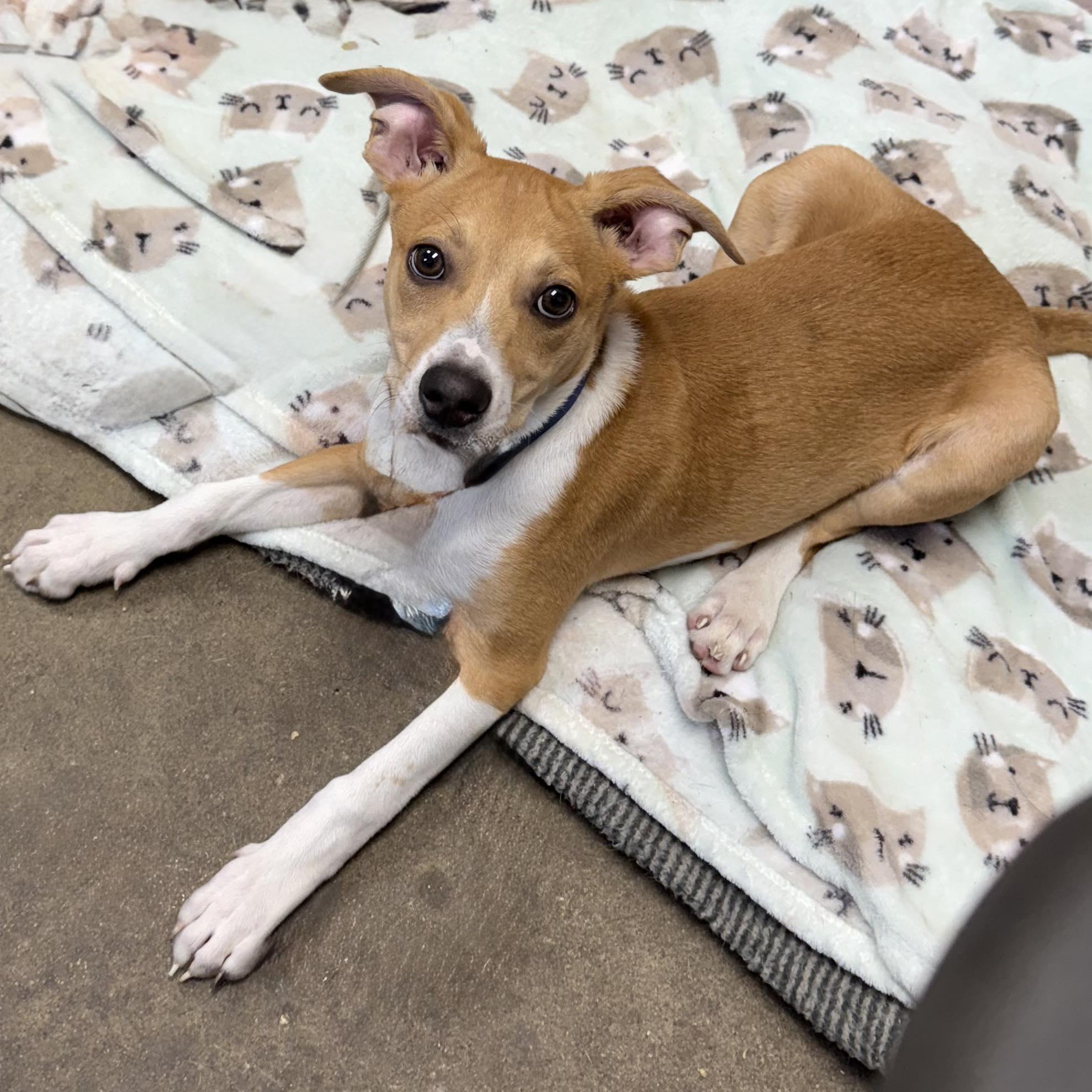 Enlarge MAX, a Adopted mixed breed in Cadiz, OH image 1/5