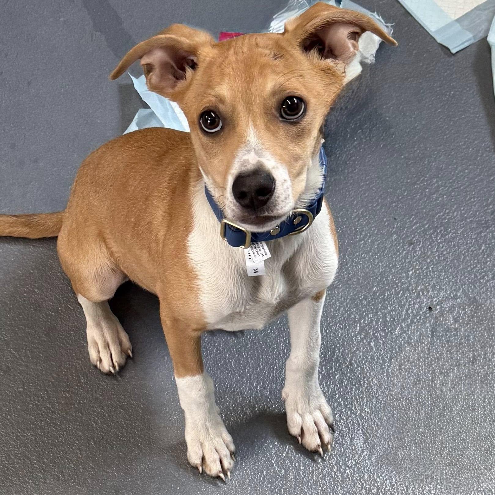 Enlarge MAX, a Adopted mixed breed in Cadiz, OH image 2/5