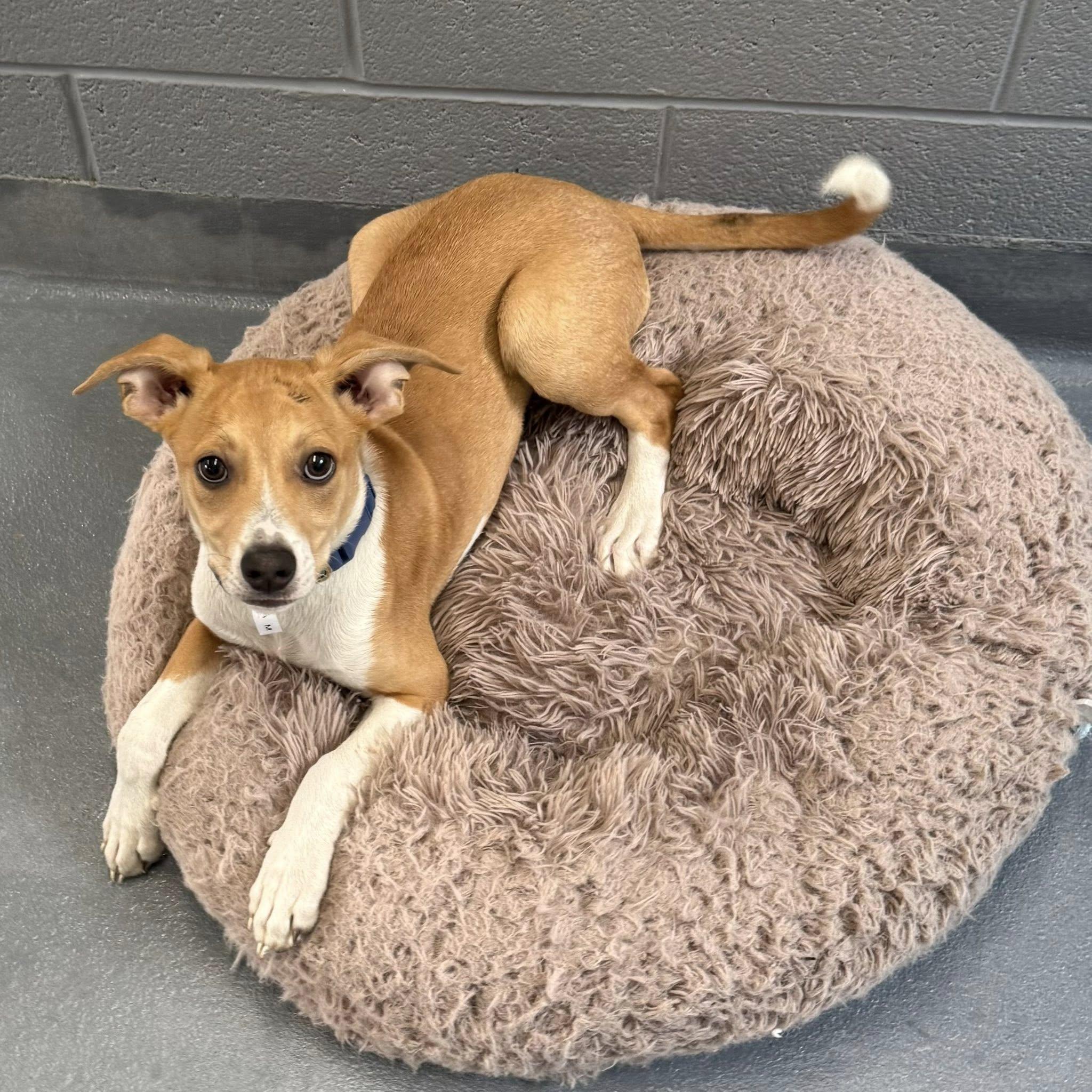 Enlarge MAX, a Adopted mixed breed in Cadiz, OH image 3/5