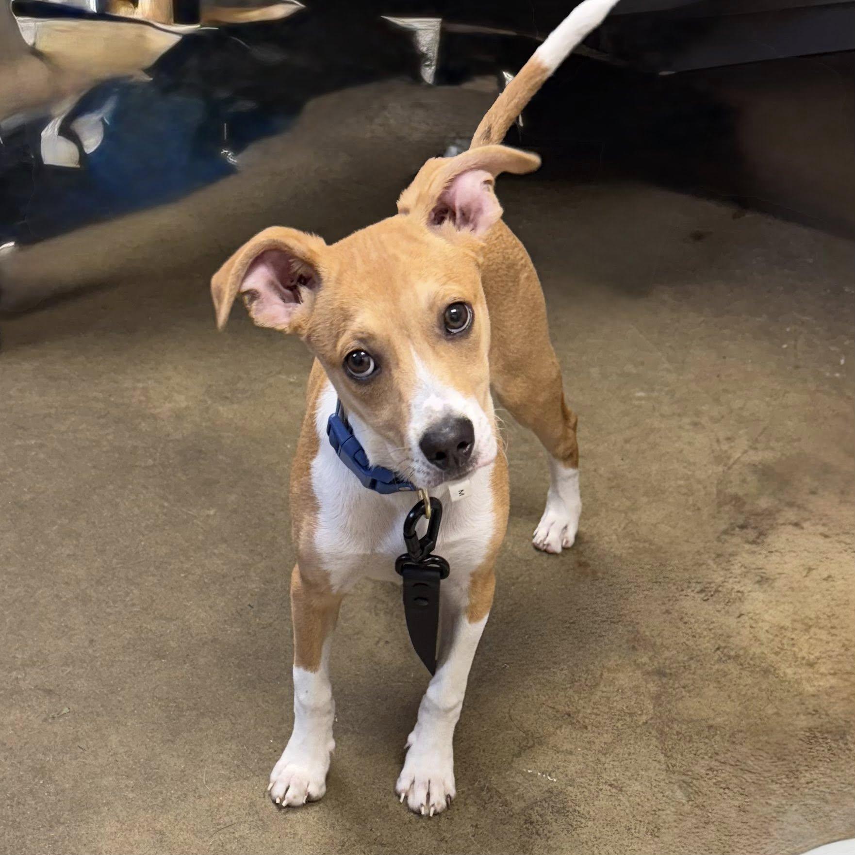 Enlarge MAX, a Adopted mixed breed in Cadiz, OH image 4/5