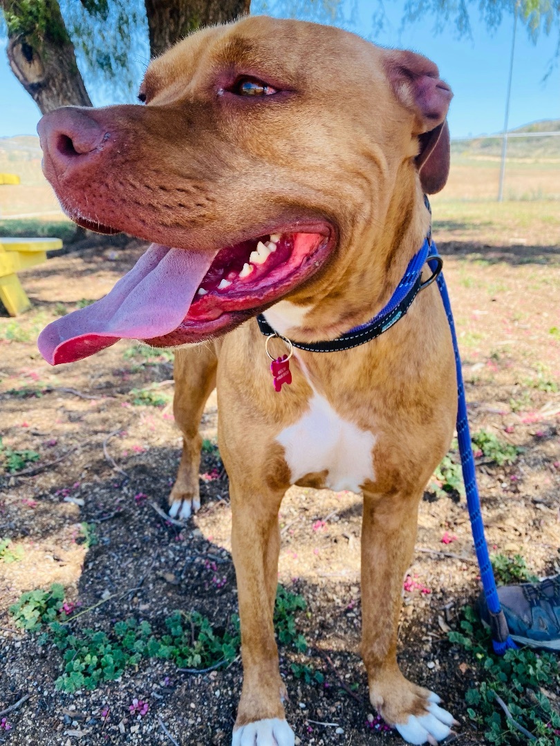 Enlarge Gypsy, a Adoptable Pit Bull Terrier in North Hollywood, CA image 9/10