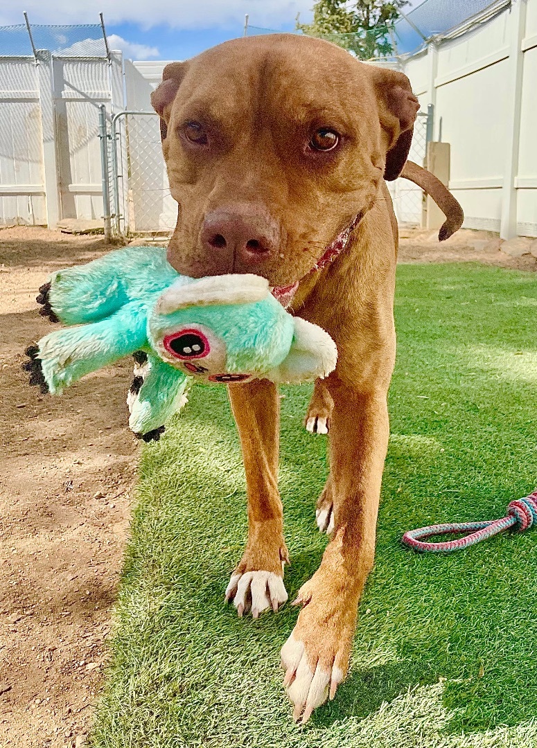 Enlarge Gypsy, a Adoptable Pit Bull Terrier in North Hollywood, CA image 1/10
