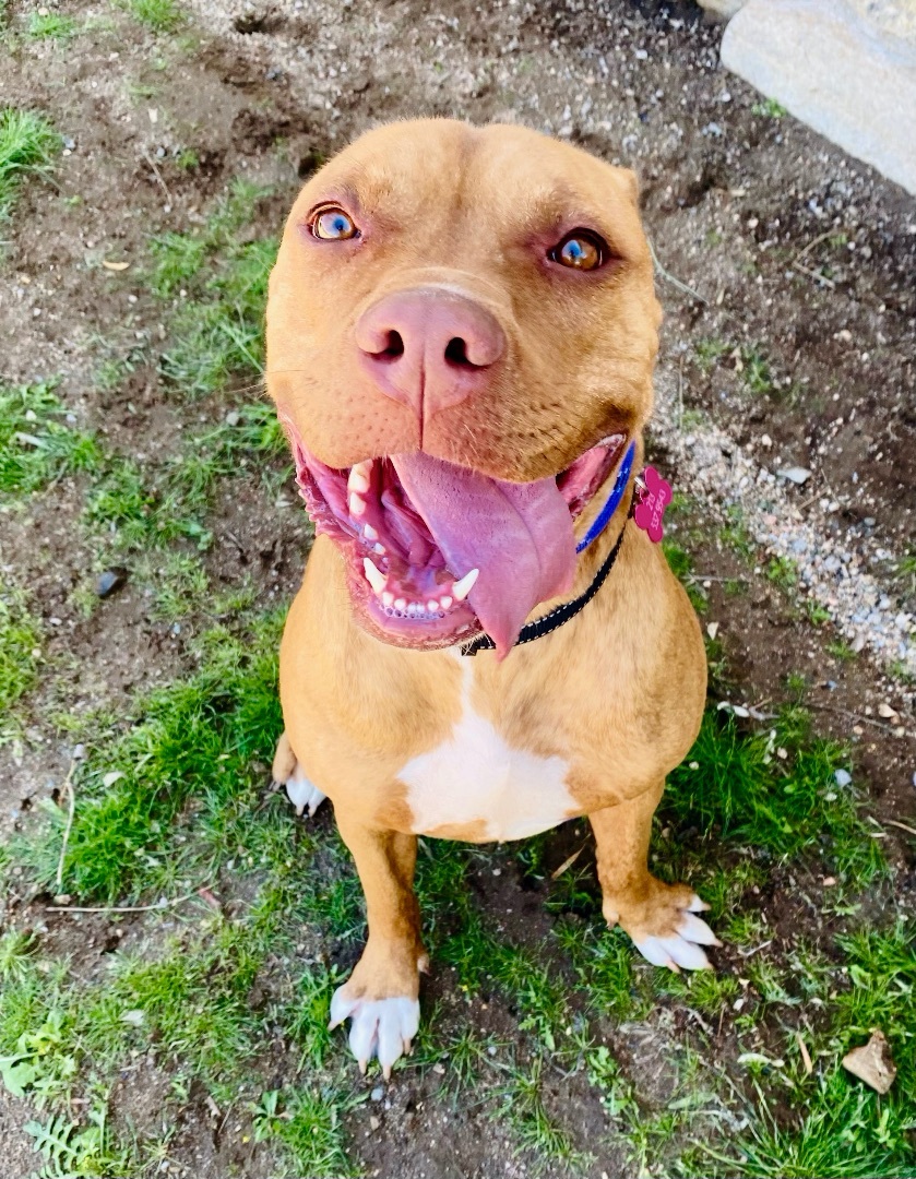 Enlarge Gypsy, a Adoptable Pit Bull Terrier in North Hollywood, CA image 8/10