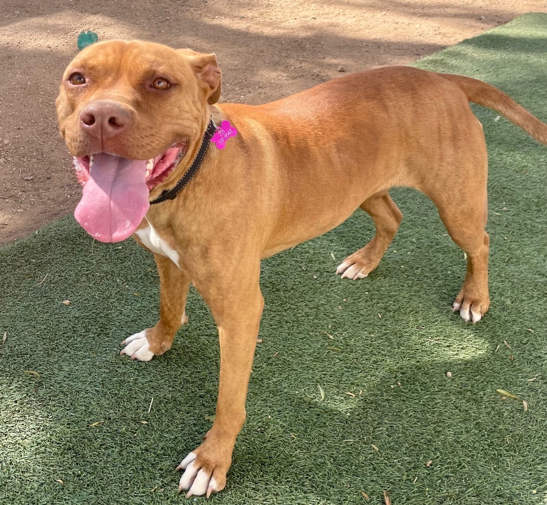 Enlarge Gypsy, a Adoptable Pit Bull Terrier in North Hollywood, CA image 10/10