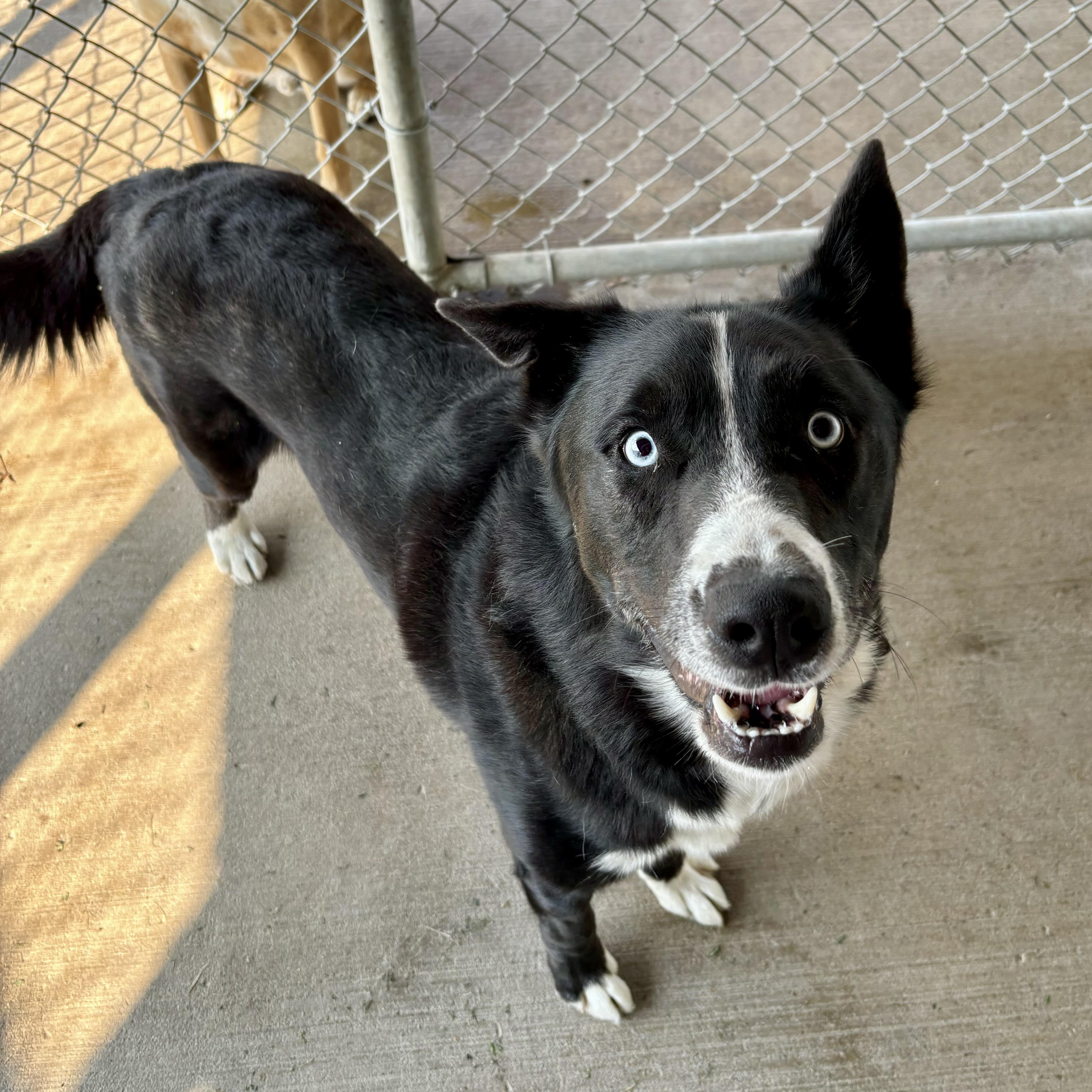 Gizmo, Adoptable, Adult Male Husky & Labrador Retriever.