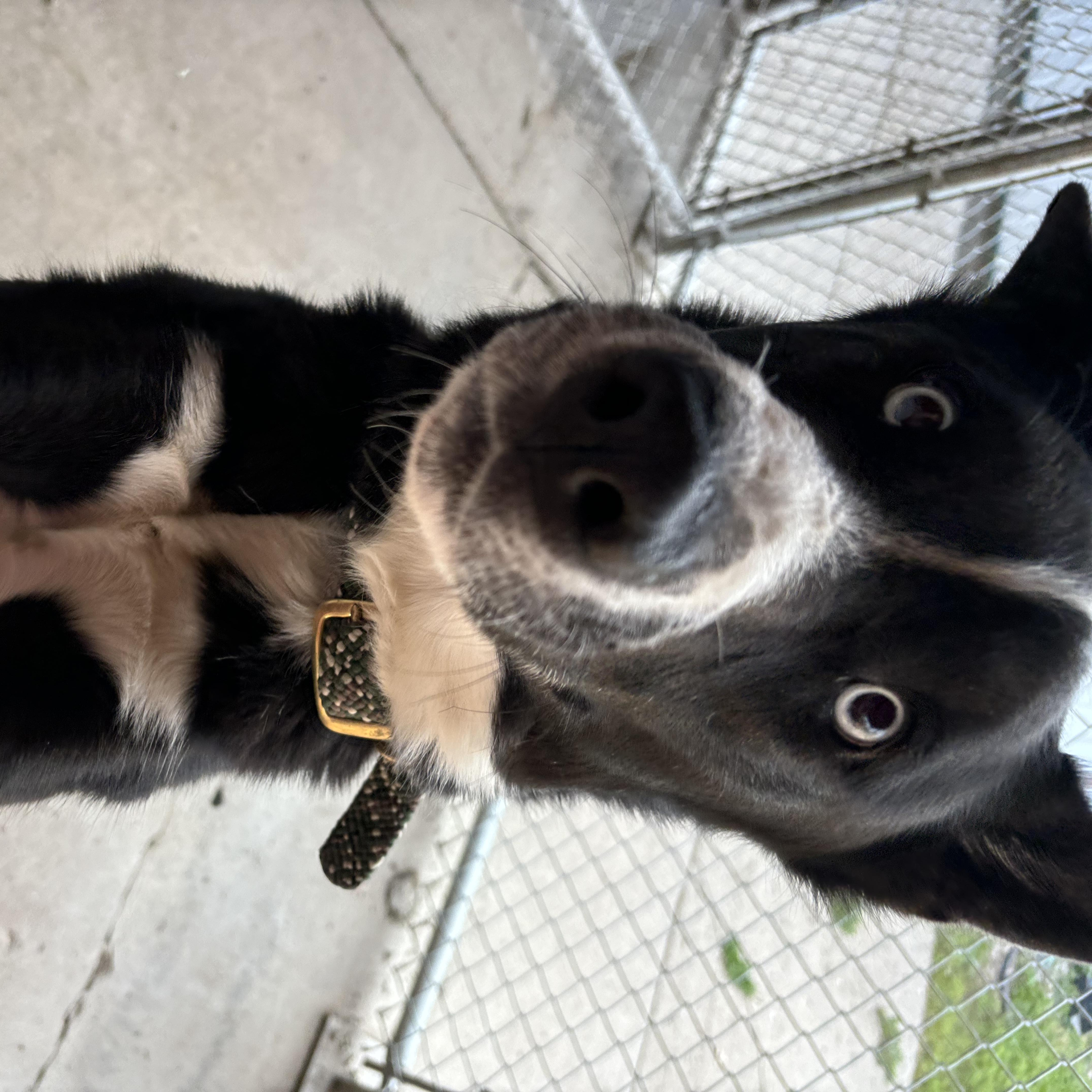 Gizmo, a Adoptable mixed breed in Jamestown, ND image 2/3