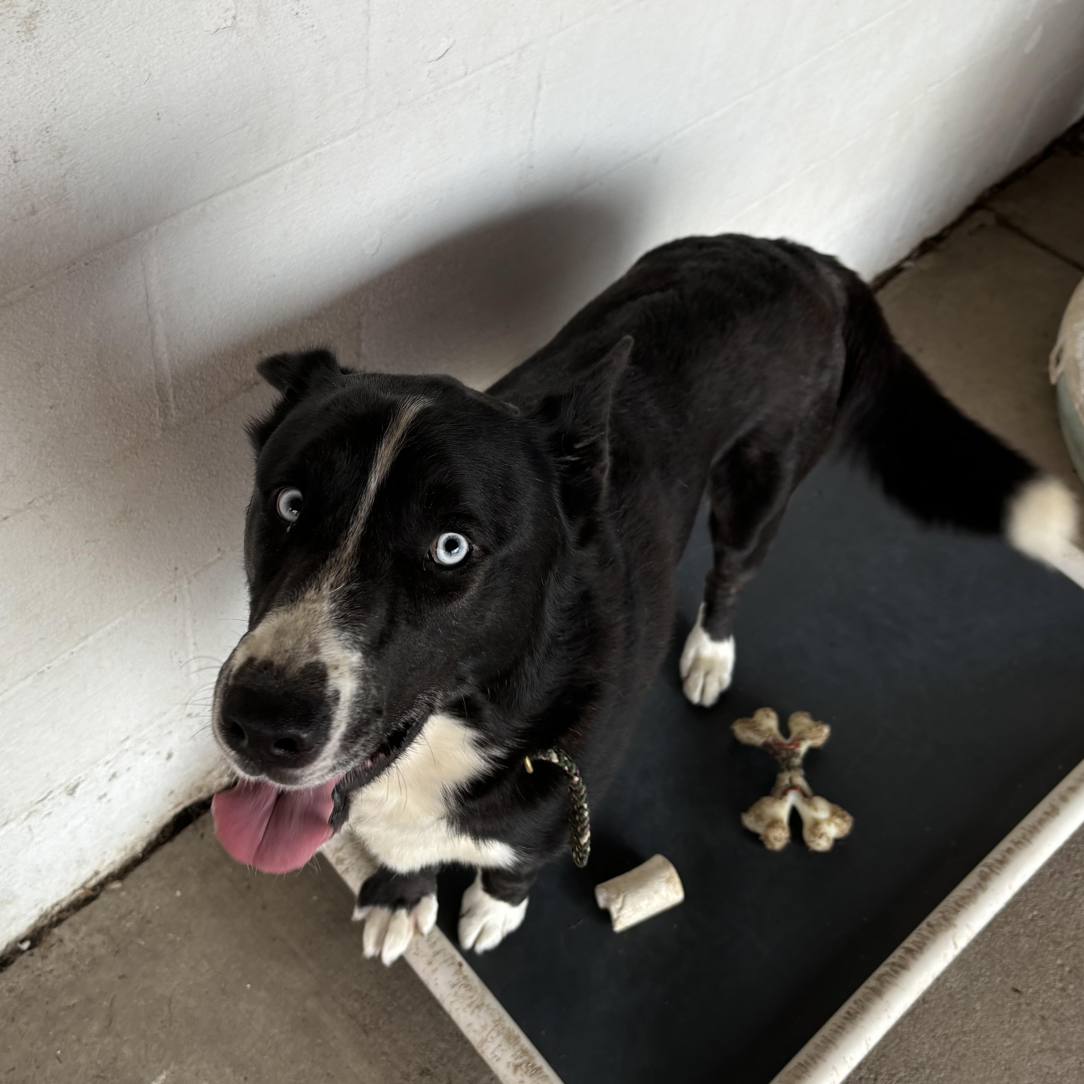 Gizmo, a Adoptable mixed breed in Jamestown, ND image 3/3
