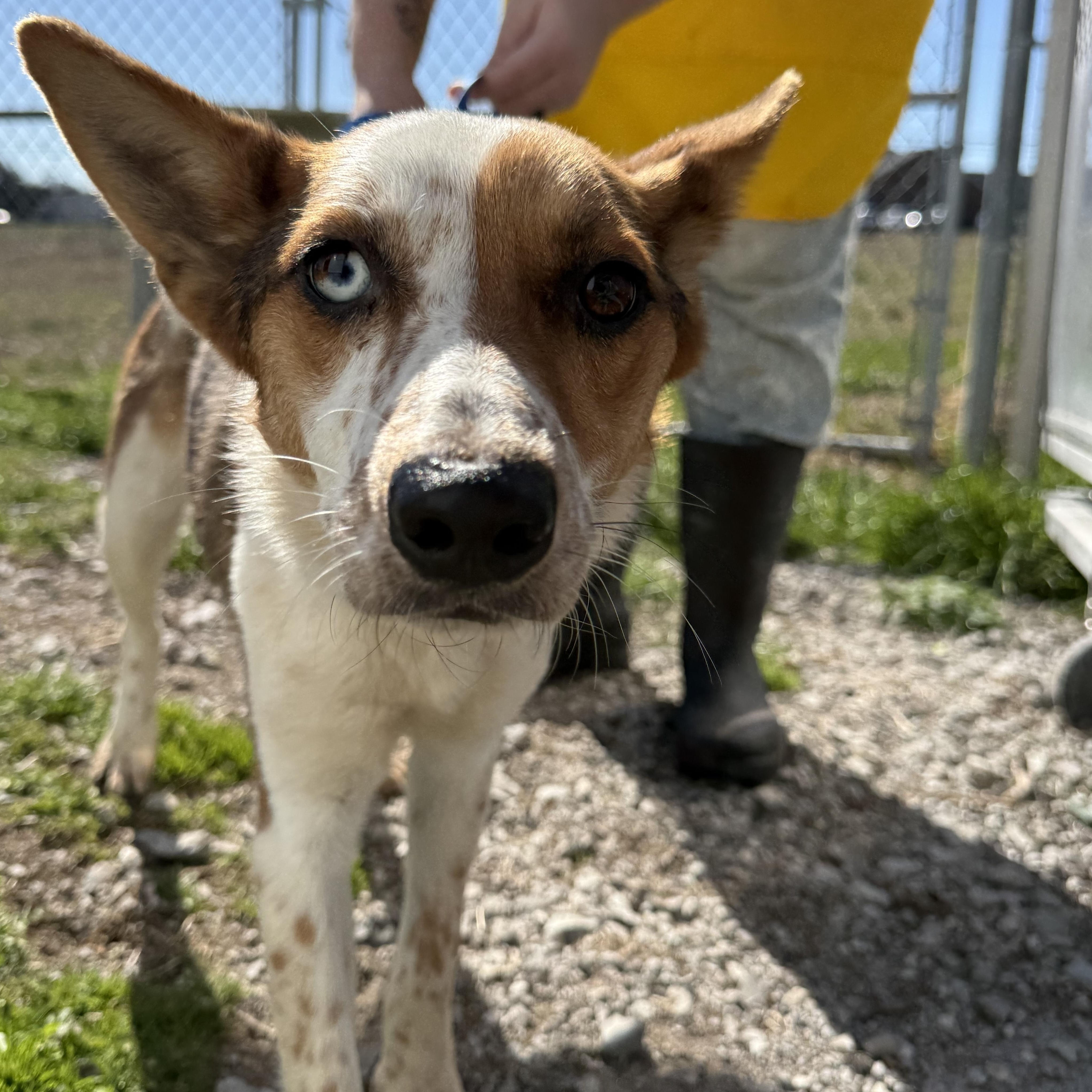 Enlarge Blue, a ADOPTABLE mixed breed in Lewisburg, TN image 1/2