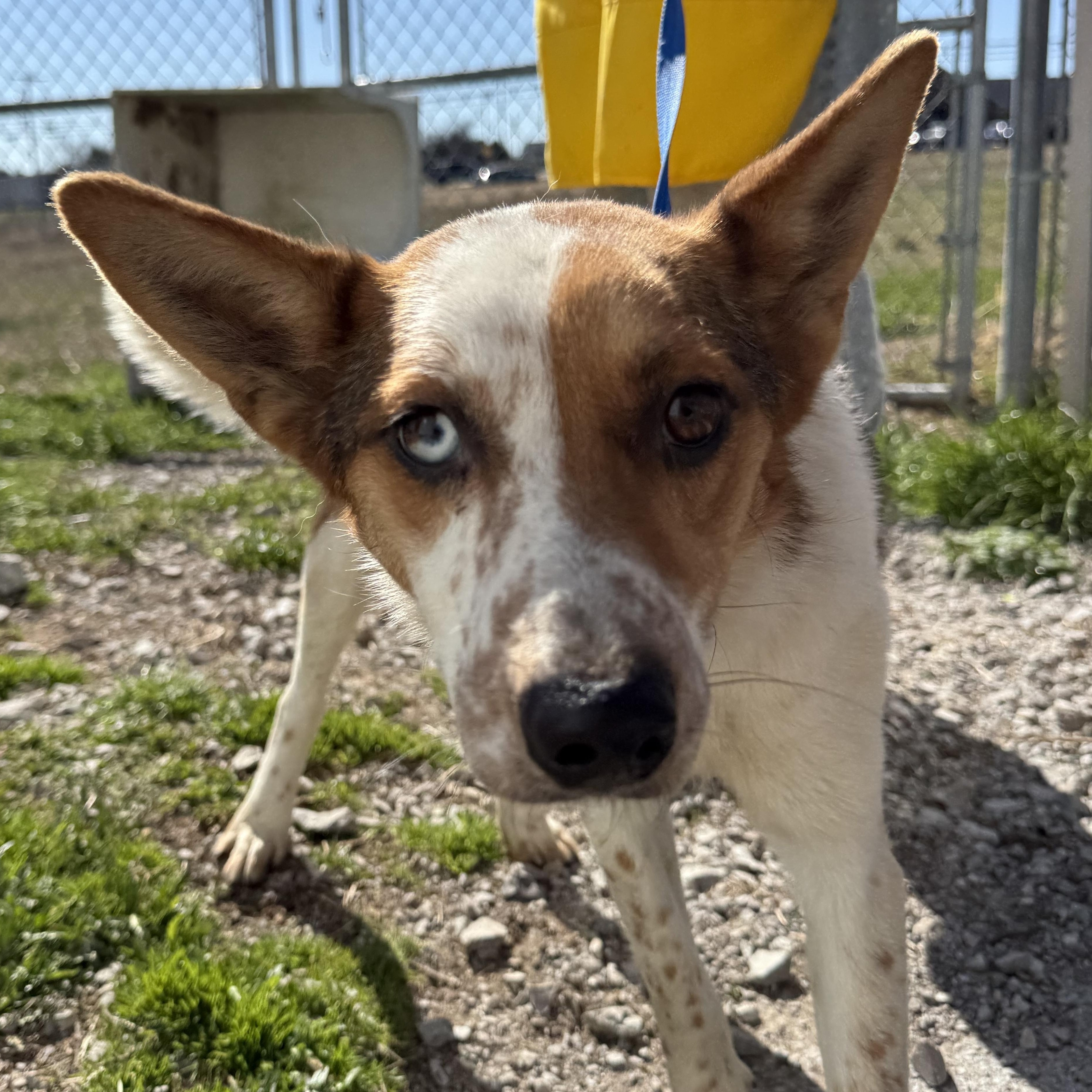 Enlarge Blue, a ADOPTABLE mixed breed in Lewisburg, TN image 2/2