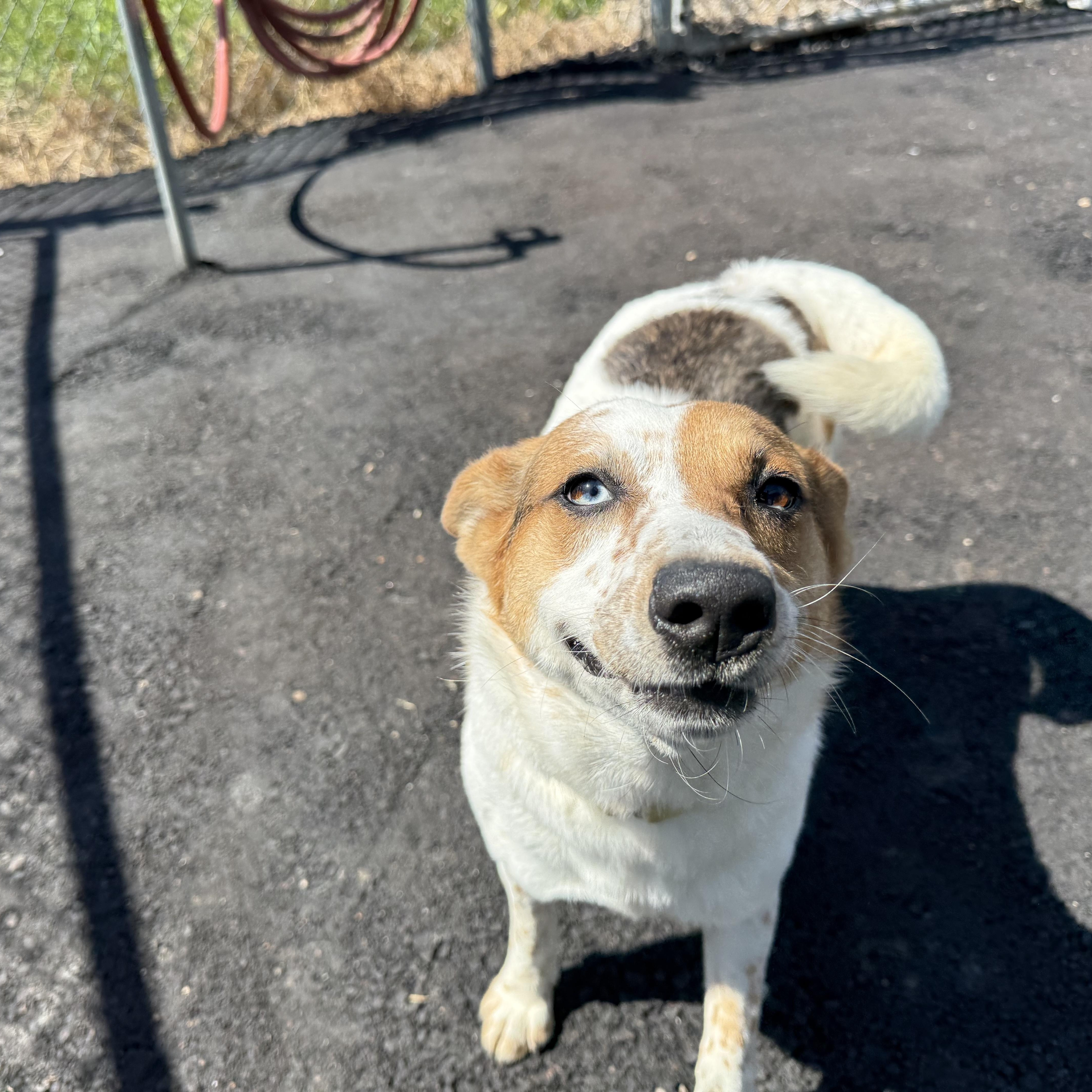 Blue, ADOPTABLE, Young Female Australian Cattle Dog / Blue Heeler.