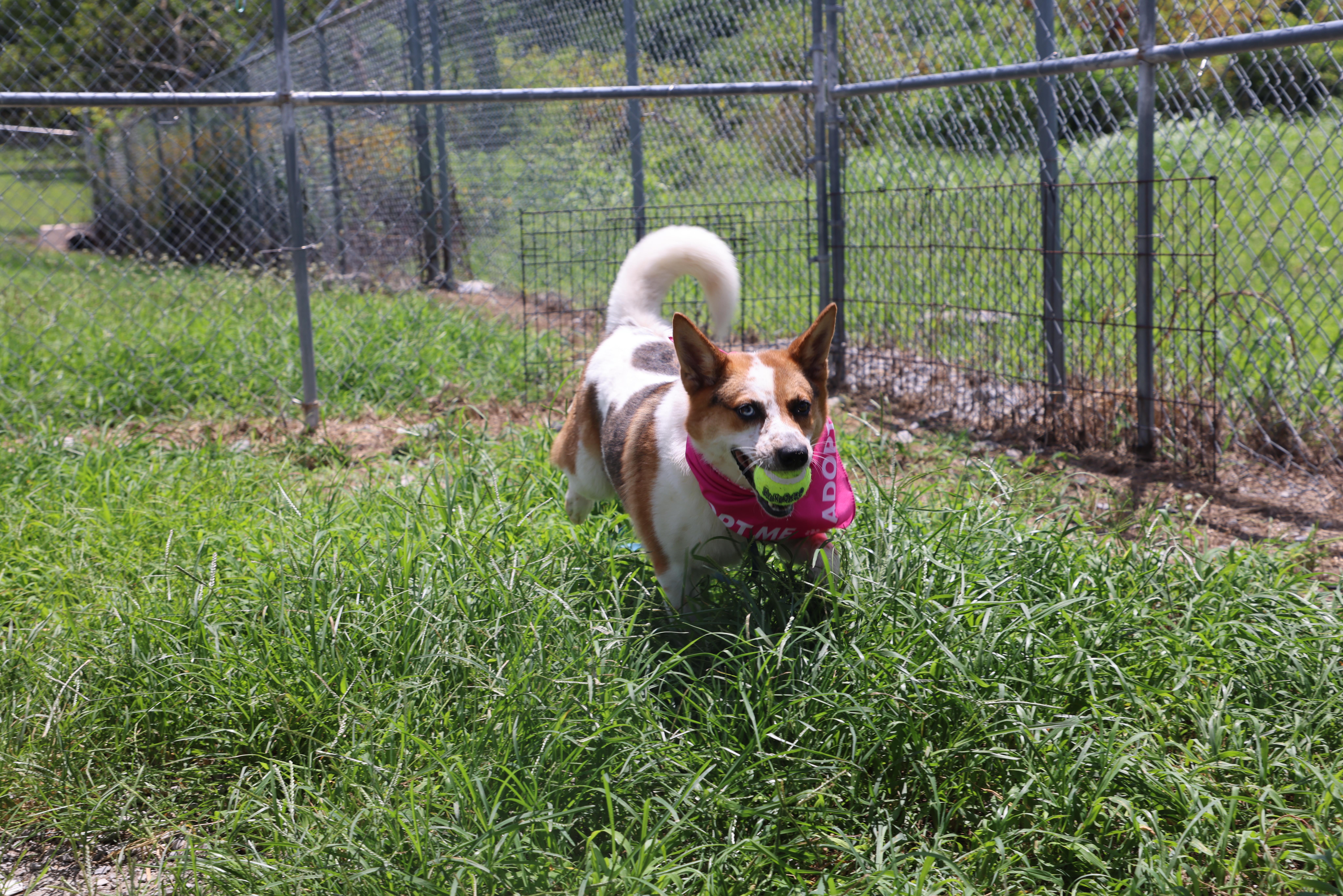 Blue, a ADOPTABLE mixed breed in Lewisburg, TN image 4/5