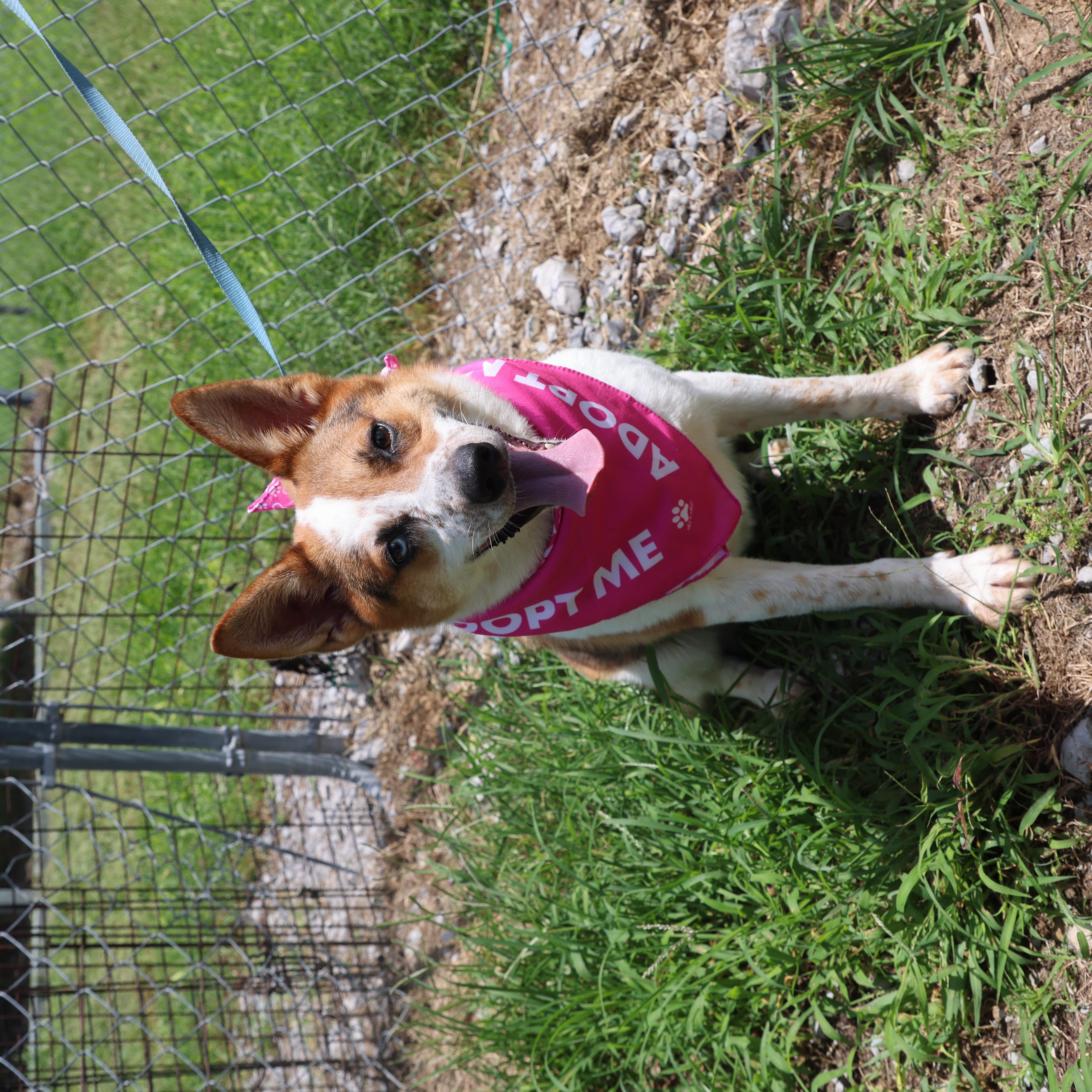 Blue, a ADOPTABLE mixed breed in Lewisburg, TN image 5/5