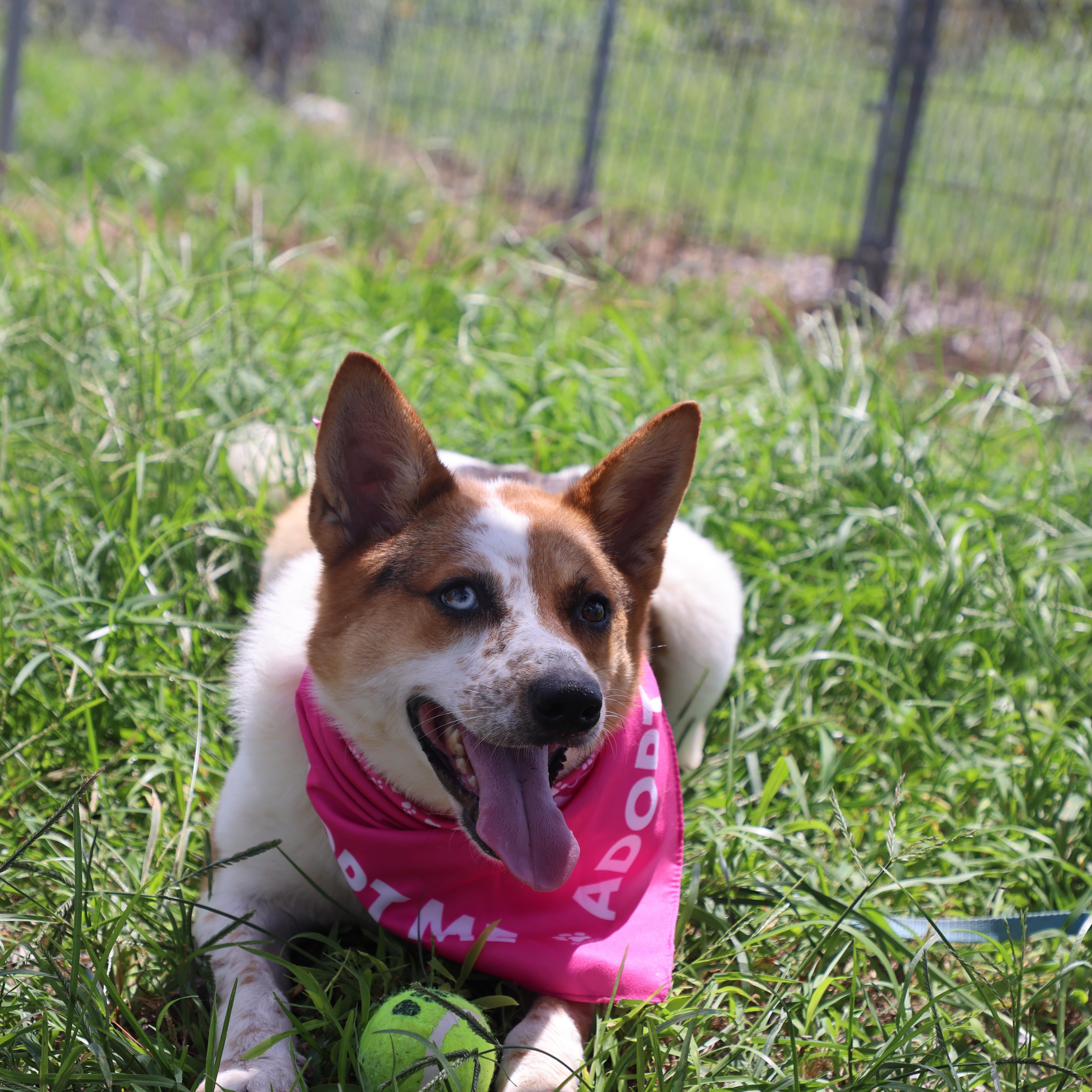 Blue, ADOPTABLE, Young Female Australian Cattle Dog / Blue Heeler.