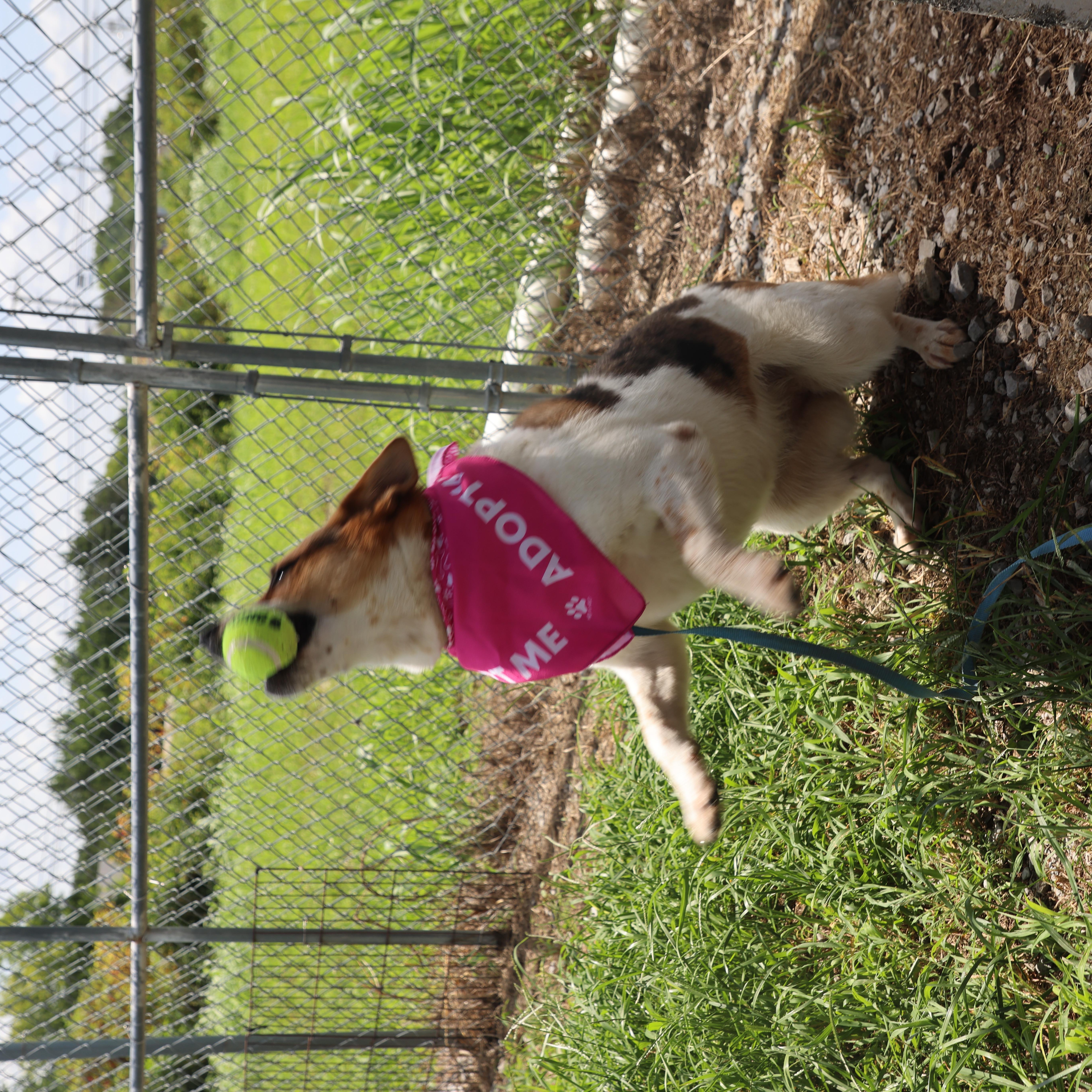 Blue, a ADOPTABLE mixed breed in Lewisburg, TN image 3/5