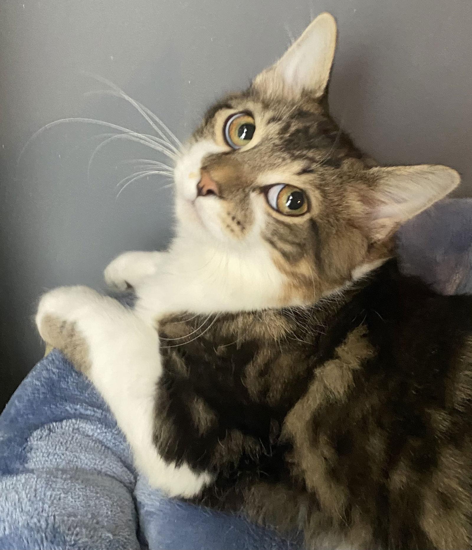 Enlarge Barry (The Flash), a Adopted Domestic Medium Hair in Reston, VA image 1/1