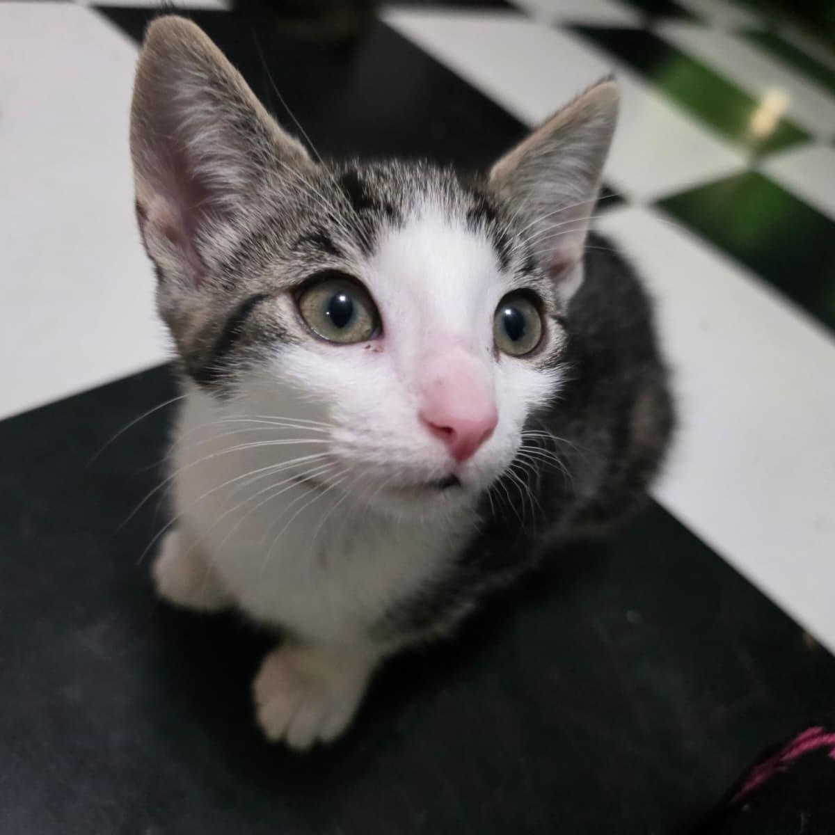 Cheetara, a ADOPTABLE Domestic Short Hair in Cumming, GA image 2/6