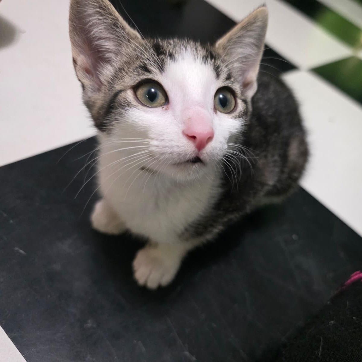 Cheetara, a ADOPTABLE Domestic Short Hair in Cumming, GA image 5/6