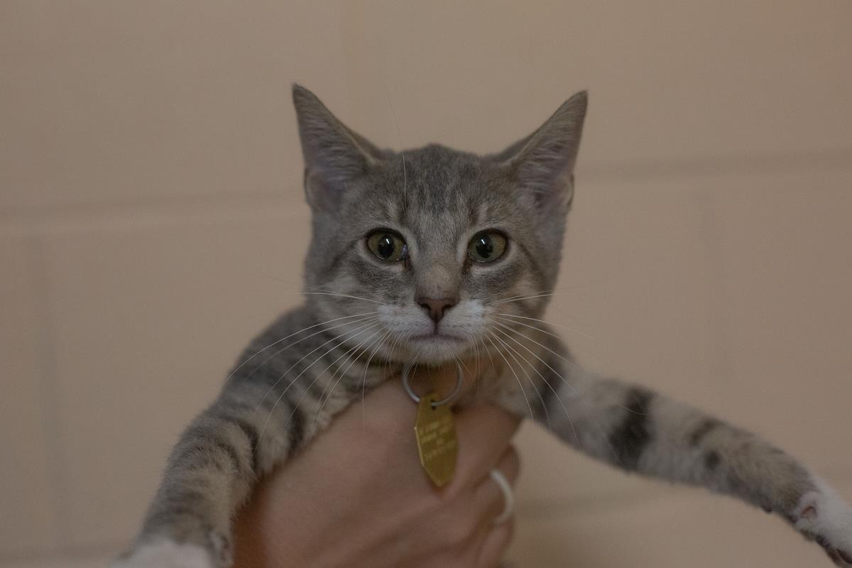 Chamomile, Adoptable, Young Female Domestic Medium Hair & Tabby.