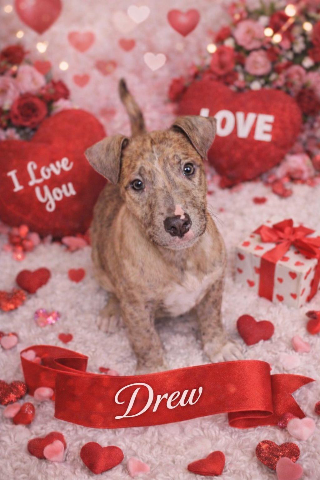 Drew, ADOPTABLE, Puppy Male Mixed Breed.