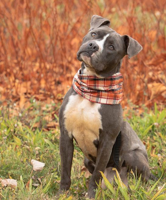 Enlarge Dylan, a Adopted Pit Bull Terrier in Cranston, RI image 1/2