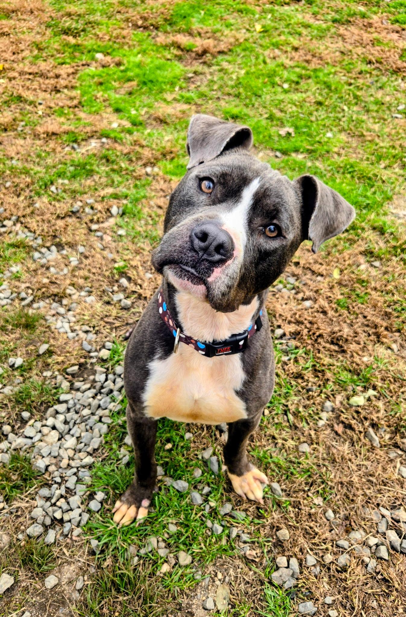 Enlarge Dylan, a Adopted Pit Bull Terrier in Cranston, RI image 2/2