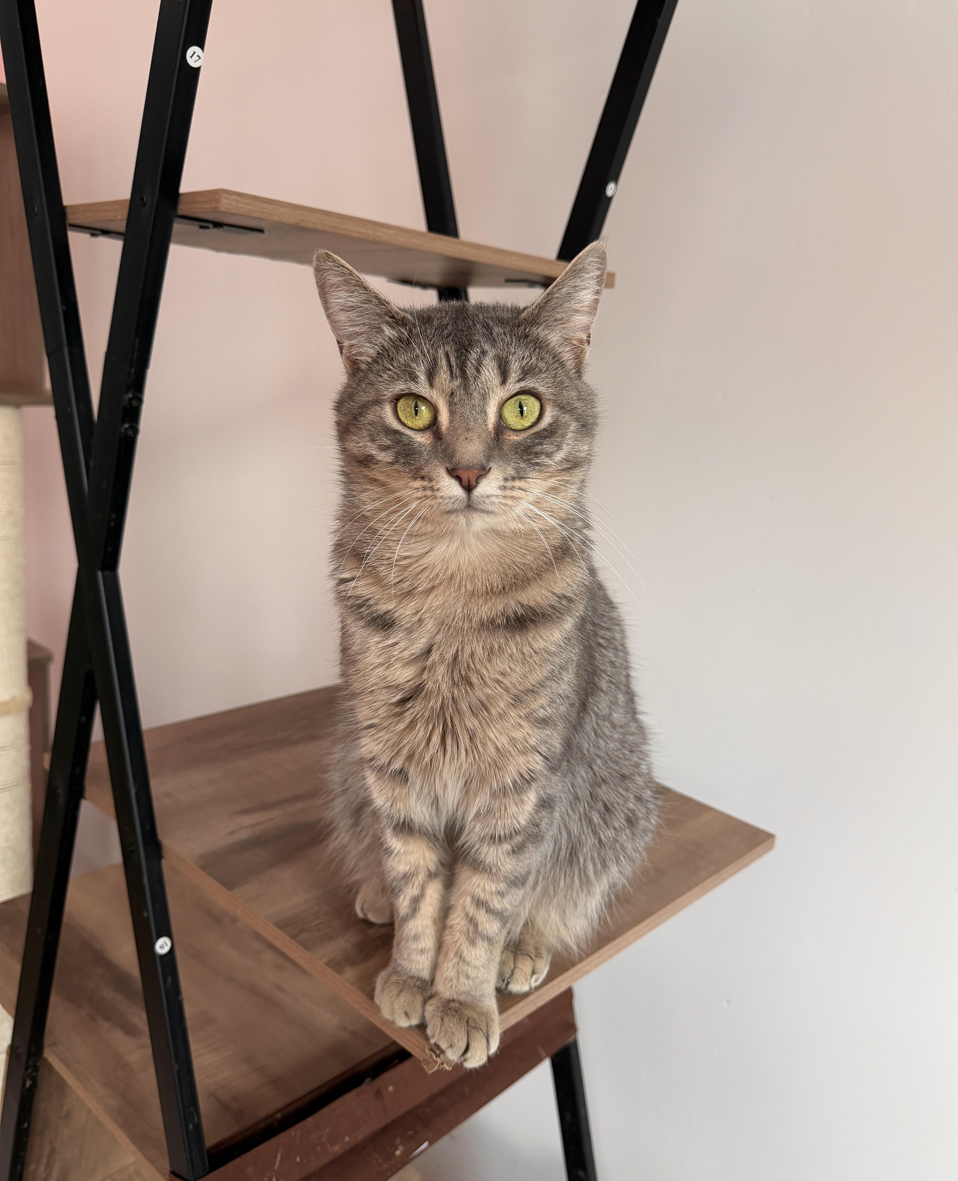 Enlarge WILLOW, a ADOPTABLE Tabby in New York, NY image 4/4