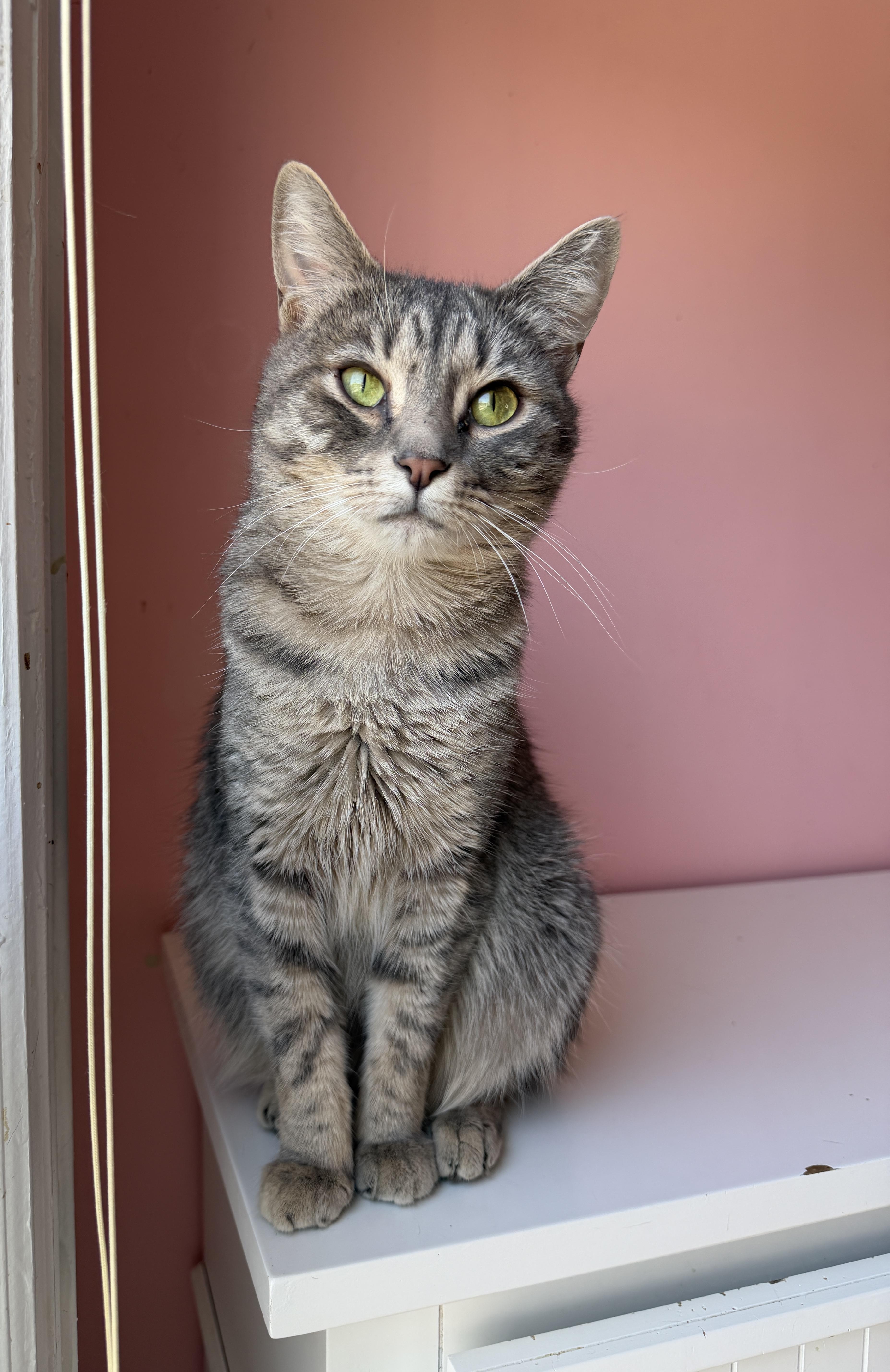 Enlarge WILLOW, a ADOPTABLE Tabby in New York, NY image 1/4