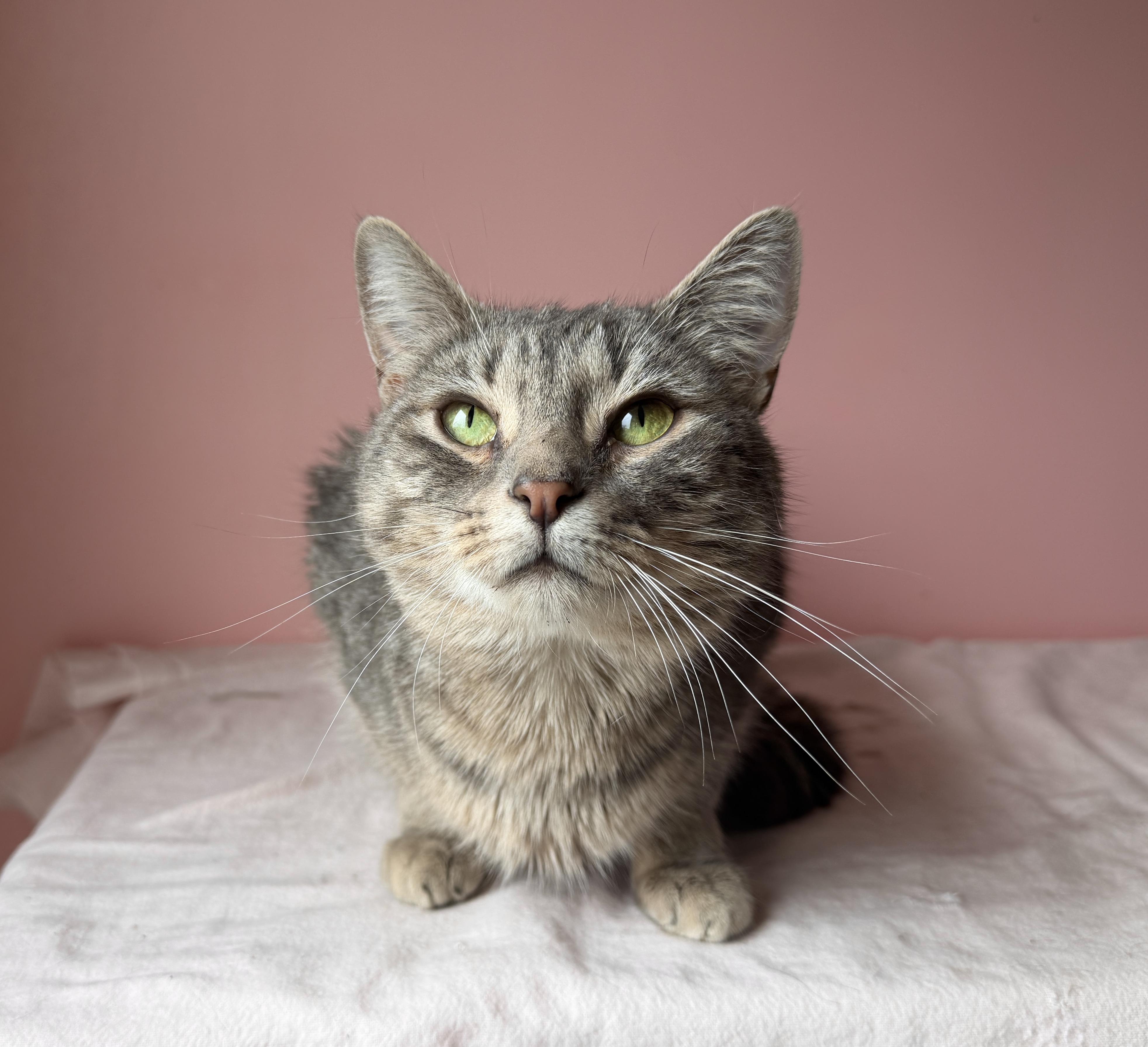Enlarge WILLOW, a ADOPTABLE Tabby in New York, NY image 2/4
