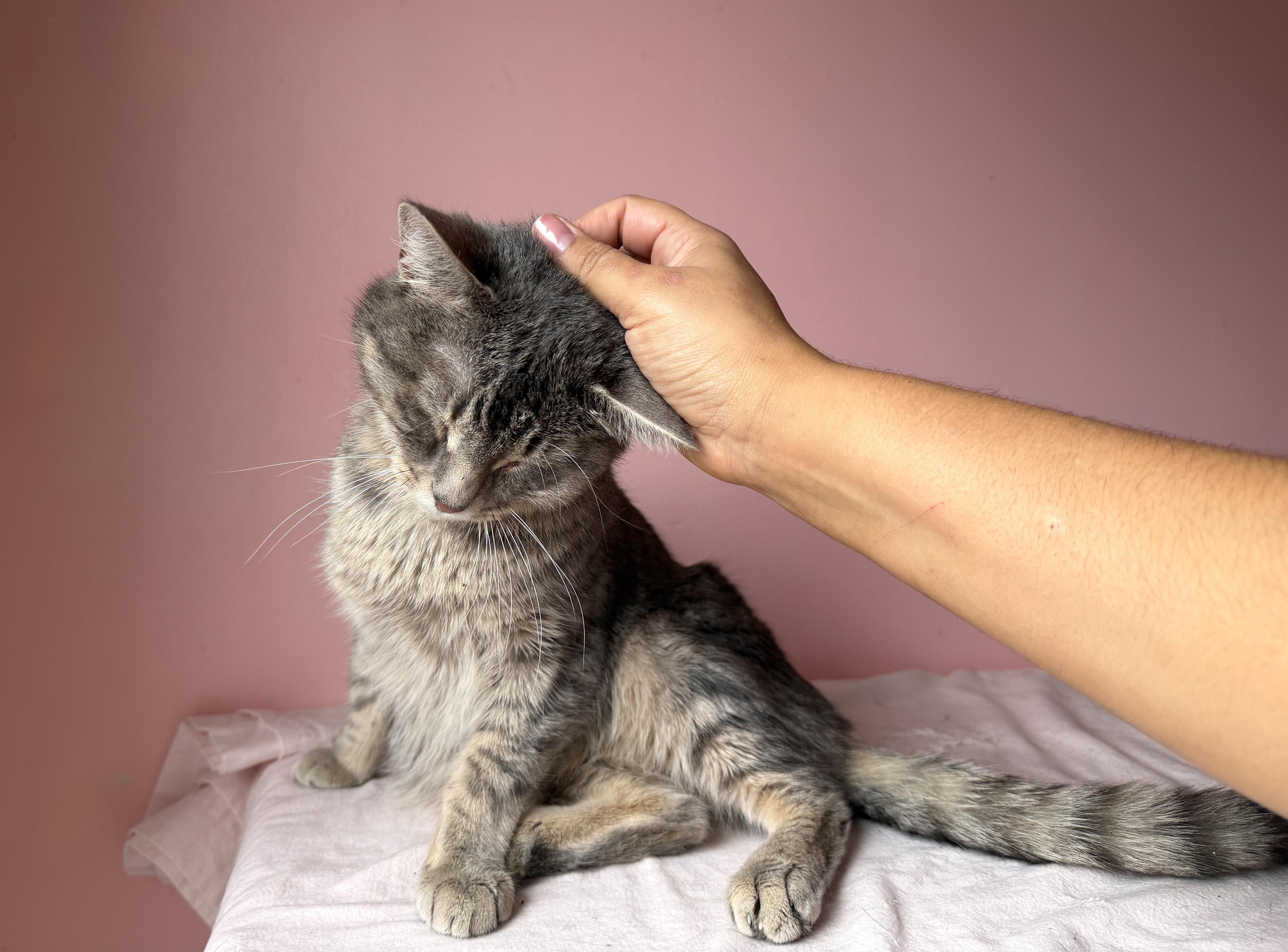 Enlarge WILLOW, a ADOPTABLE Tabby in New York, NY image 3/4