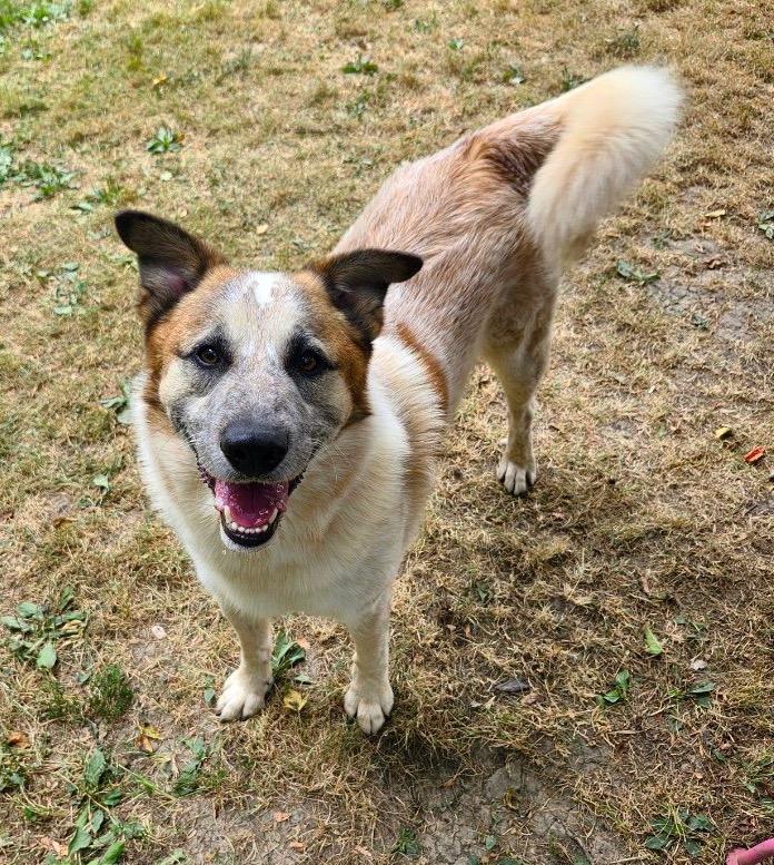 Enlarge Moses, a Adoptable mixed breed in Godfrey, IL image 1/1