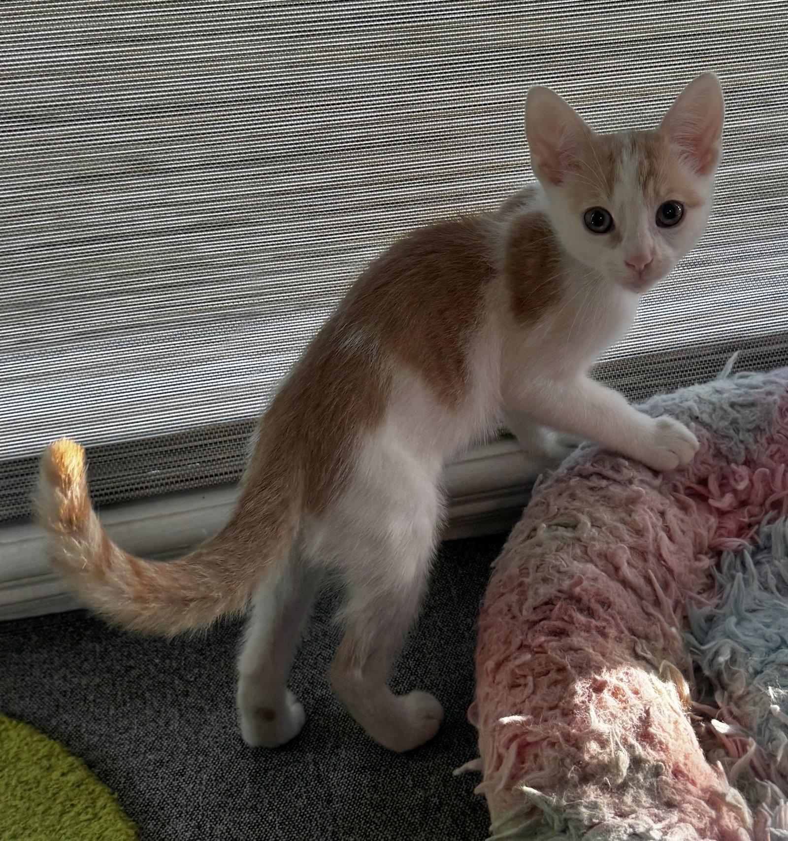Wade, Adopted, Kitten Male Domestic Short Hair.