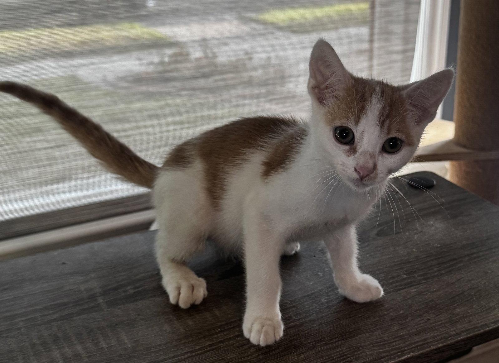 Enlarge Wade, a Adopted Domestic Short Hair in Seal Beach, CA image 2/3