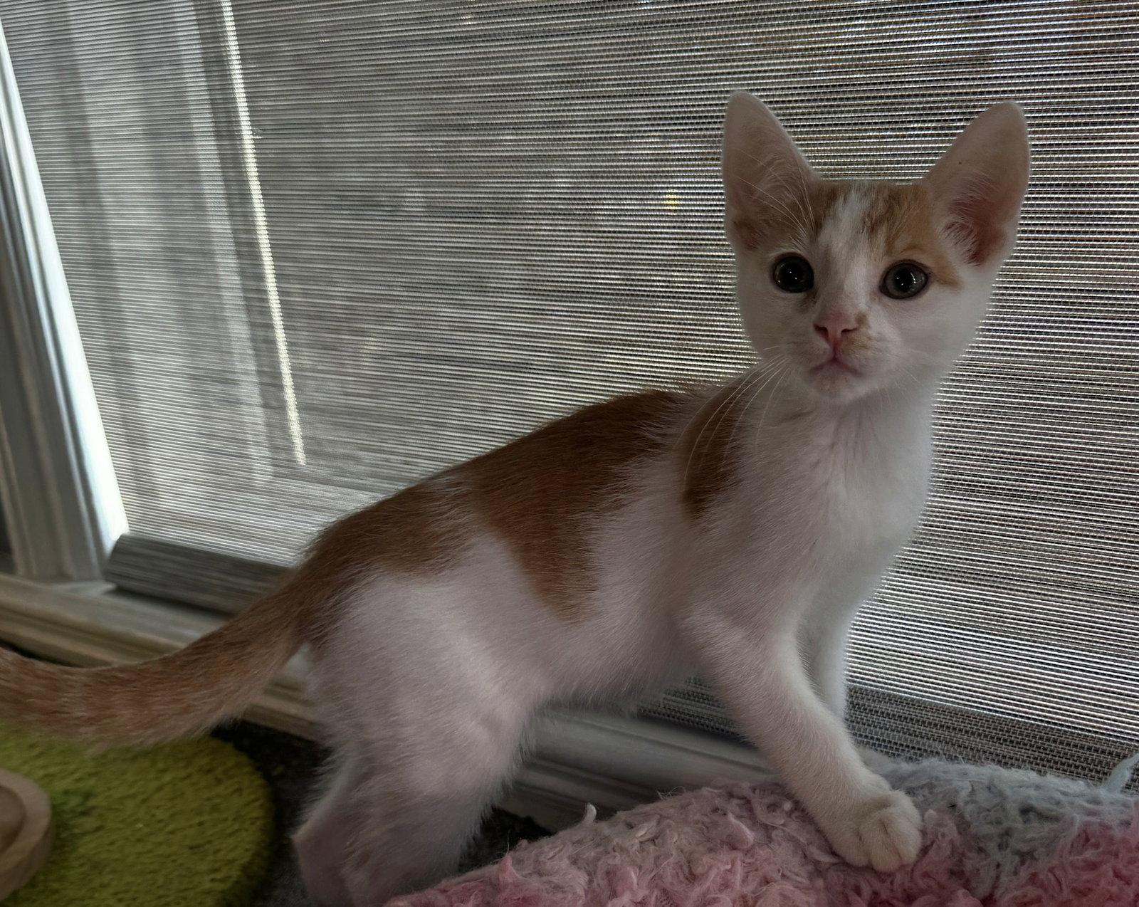 Enlarge Wade, a Adopted Domestic Short Hair in Seal Beach, CA image 3/3