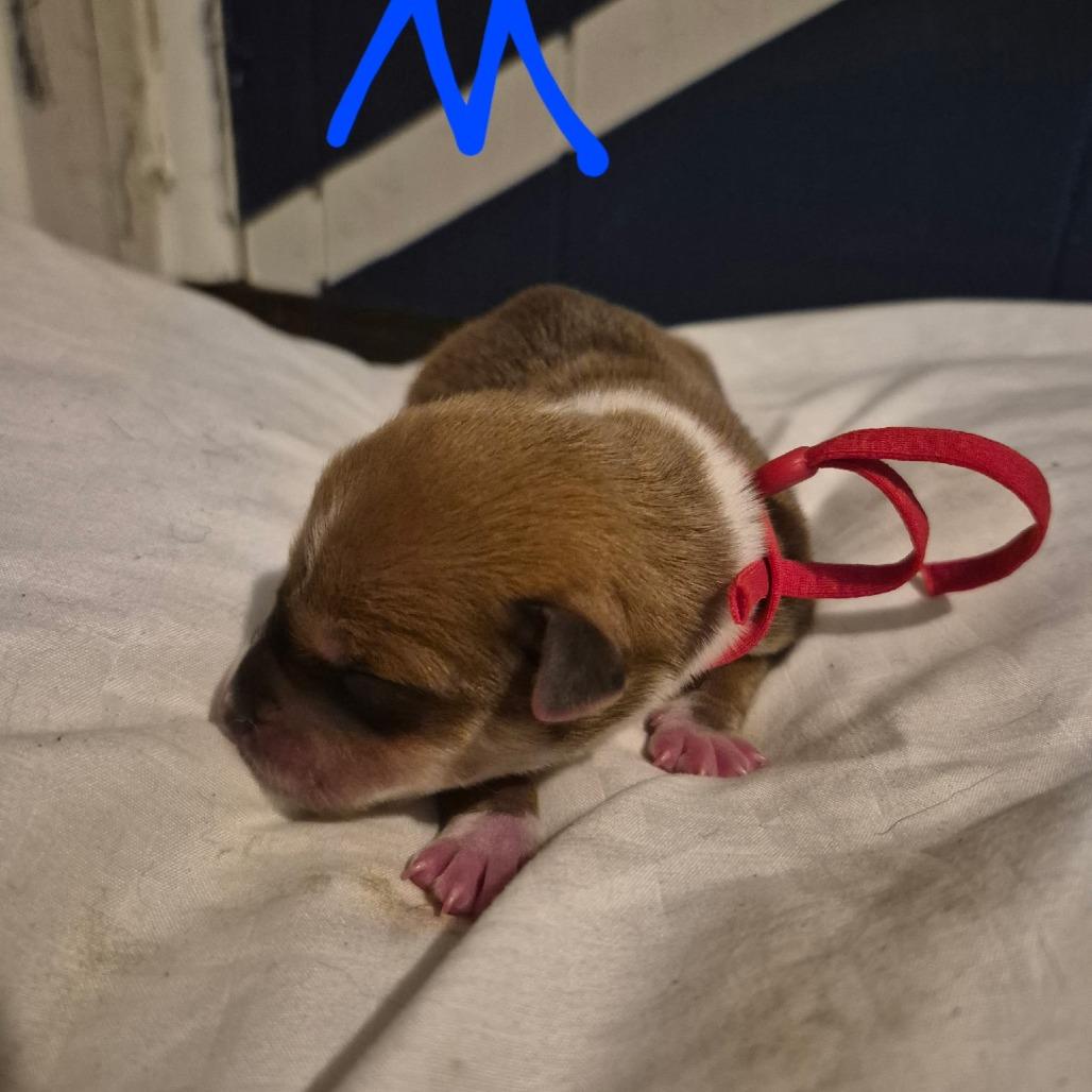Enlarge Snoop, a Adoptable Pit Bull Terrier in West Plains, MO image 1/6