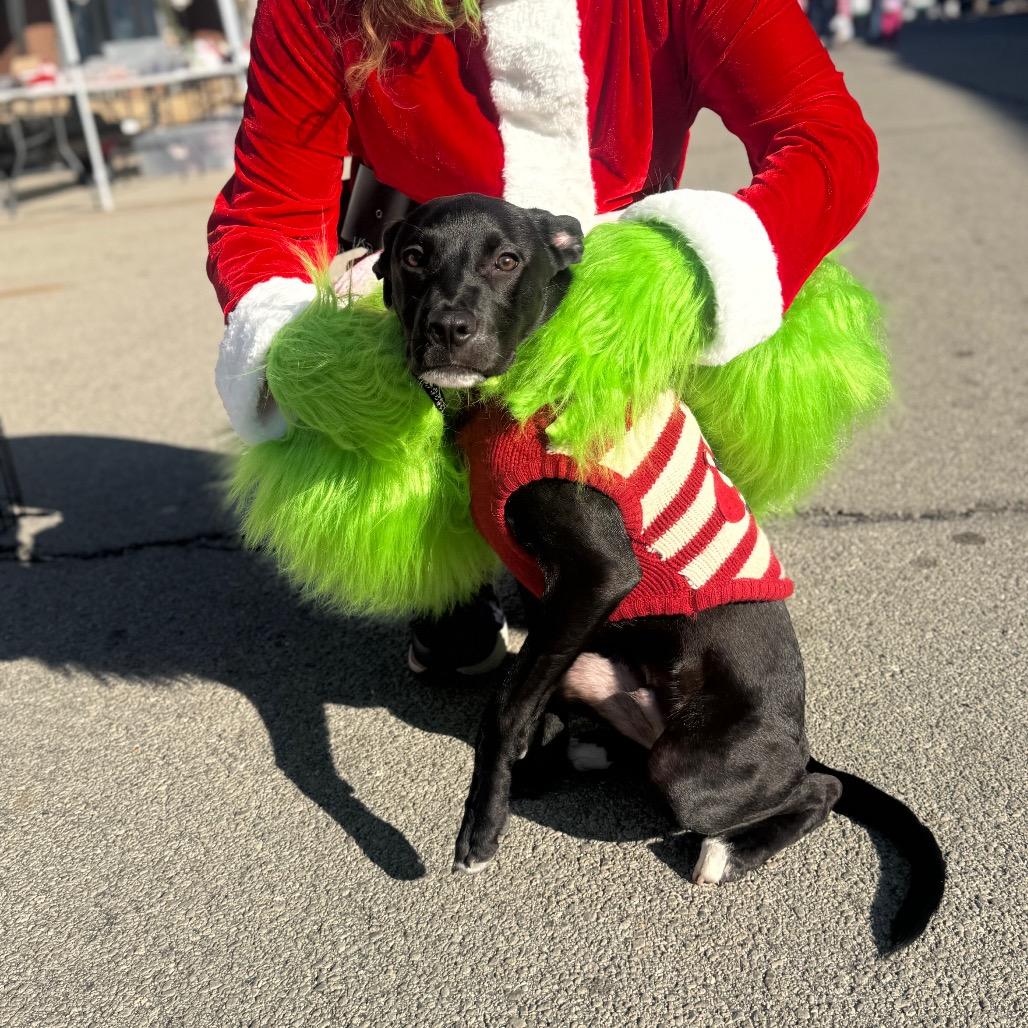 Enlarge Snoop, a Adoptable Pit Bull Terrier in West Plains, MO image 2/6