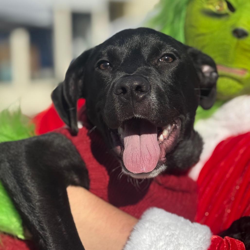 Enlarge Snoop, a Adoptable Pit Bull Terrier in West Plains, MO image 5/6