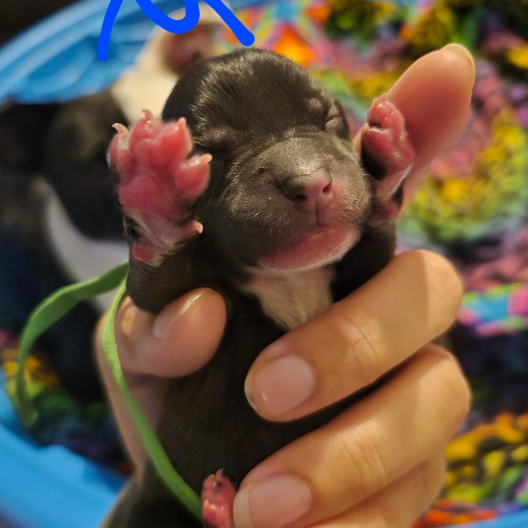 Enlarge Snoop, a Adoptable Pit Bull Terrier in West Plains, MO image 3/6