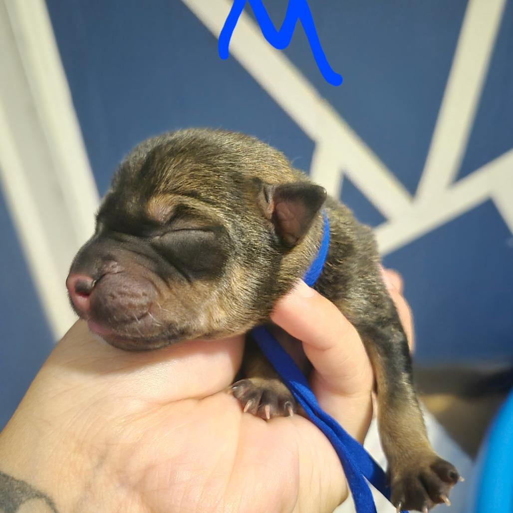 Enlarge Snoop, a Adoptable Pit Bull Terrier in West Plains, MO image 4/6