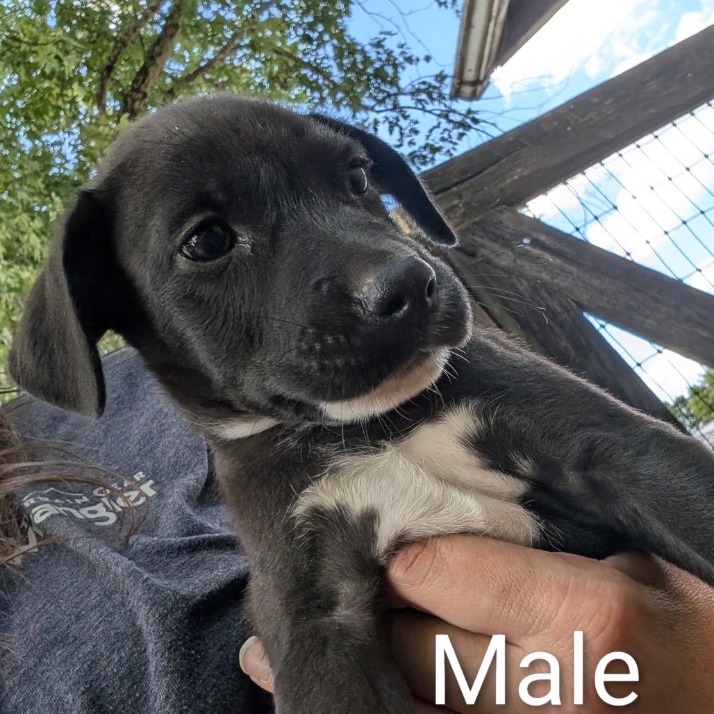 Enlarge Snoop, a Adoptable Pit Bull Terrier in West Plains, MO image 6/6