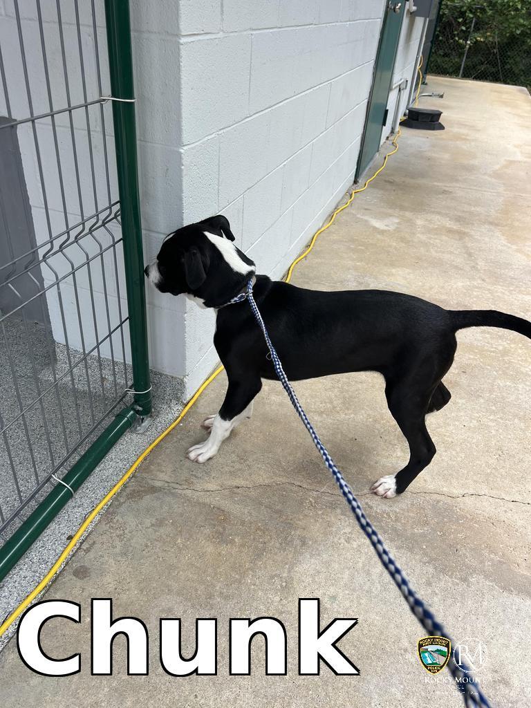 Enlarge Chunk, a Adoptable Pit Bull Terrier in Rocky Mount, NC image 2/2