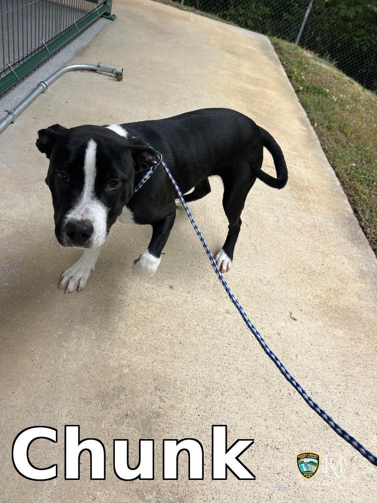 Enlarge Chunk, a Adoptable Pit Bull Terrier in Rocky Mount, NC image 1/2